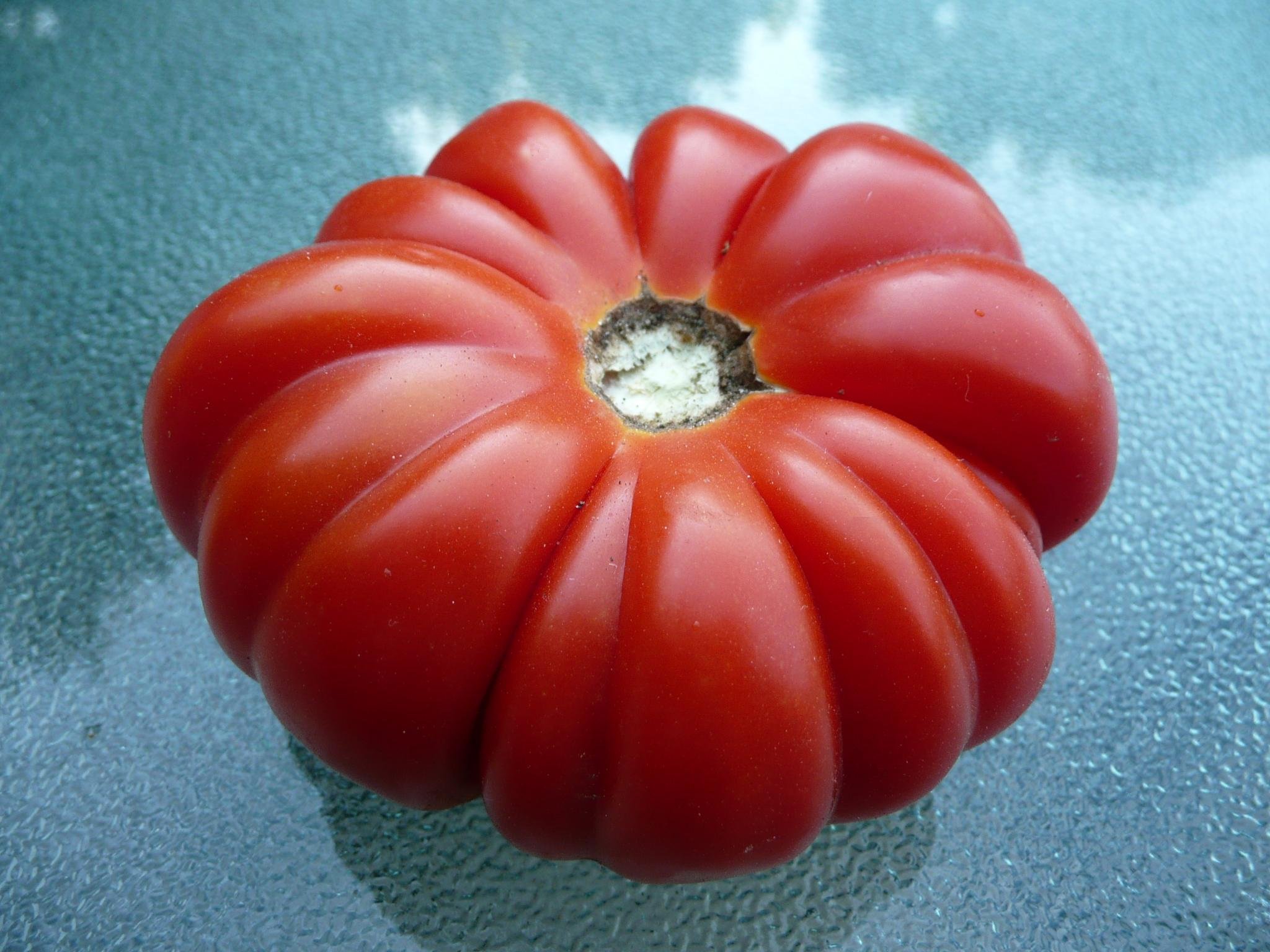 Amazon.com : Costoluto Genovese Heirloom Tomato Premium Seeds for Planting  Packet : Patio, Lawn & Garden