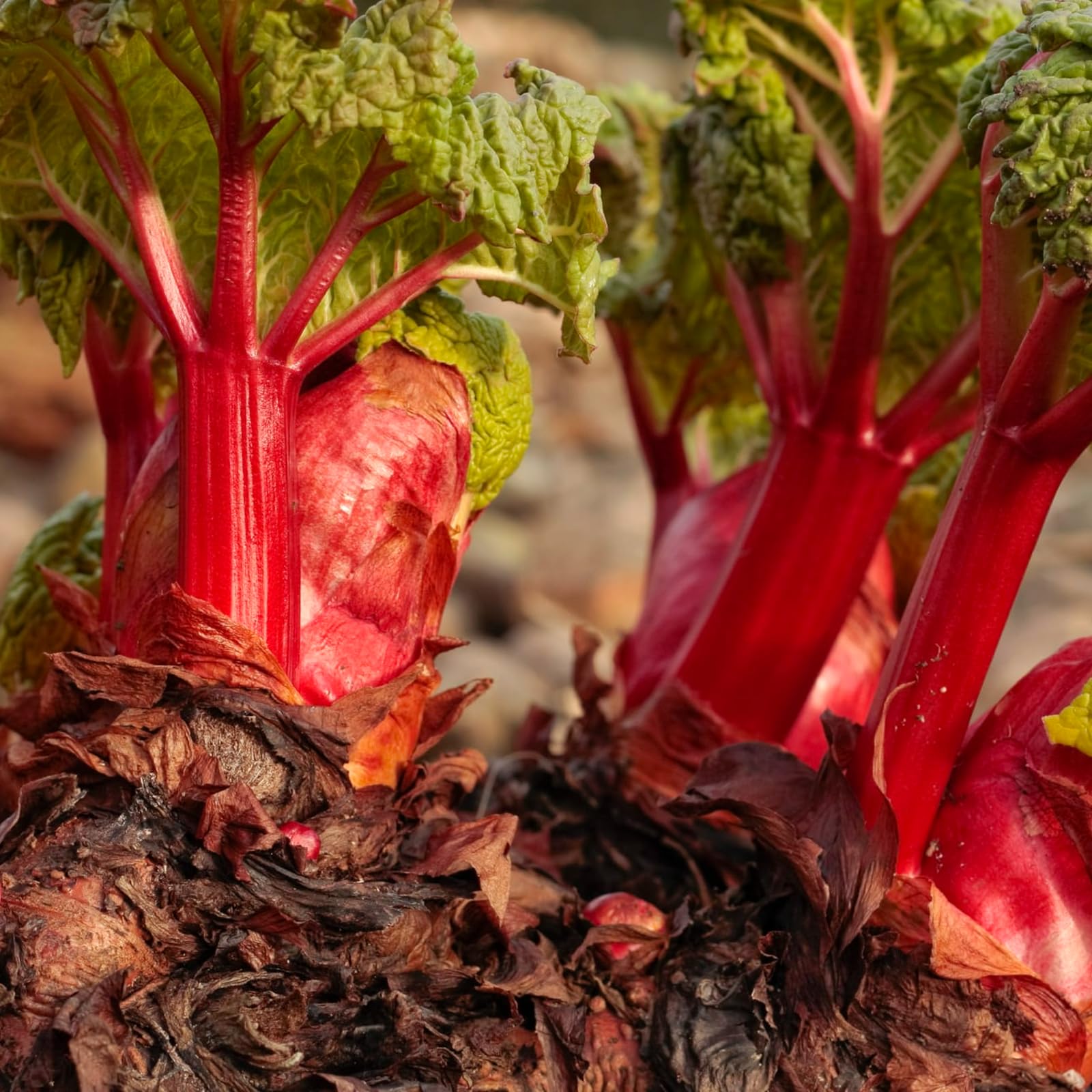 Carbeth Plants Rhubarb Crown The Sutton - Ready to Plant