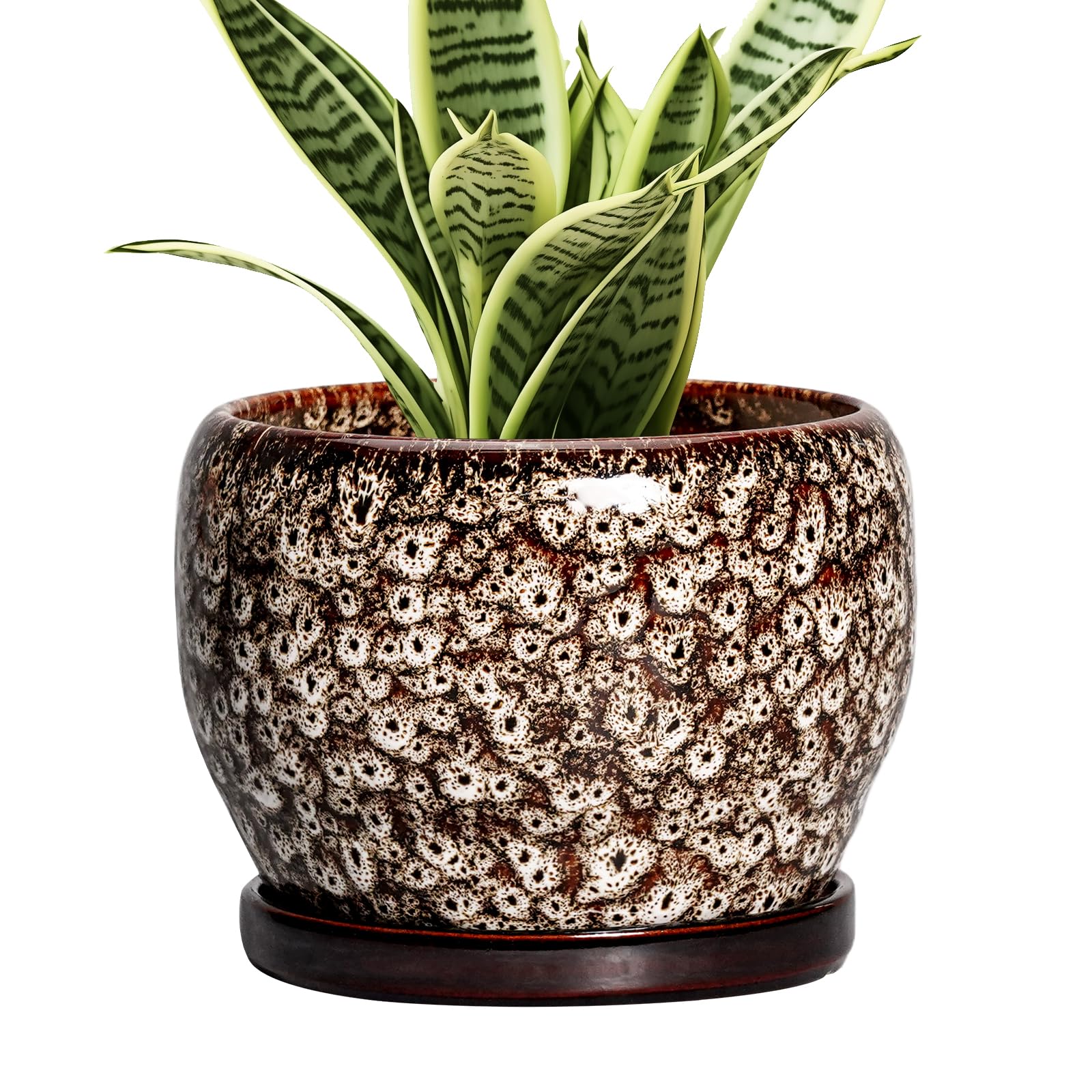 SQOWL 6 Inch Ceramic Planter