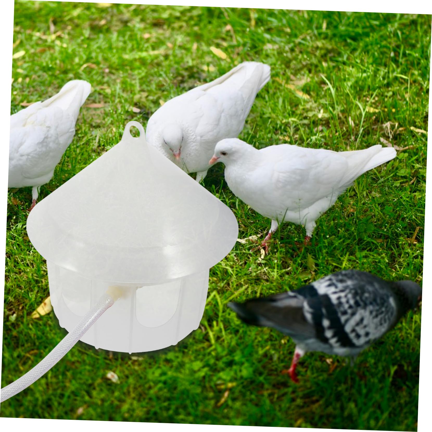 BESPORTBLE Distributore Acqua per Piccioni in Plastica, Facile da Pulire e Fissabile alle Gabbie per Uccelli, per Alimentazione Automatica di Pollame e Volatili