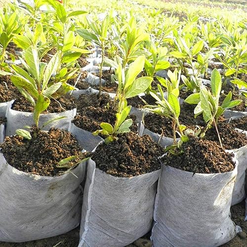 Miniatura 6 de 30 bolsas de cultivo, biodegradables no tejidas, bolsas de tela para plantas de semillero, bolsas de plantas para plantas de jardín (15.7 x 14.2)