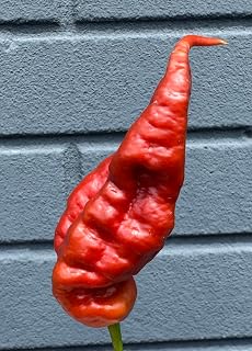 Chocolate T Rex T-Rex (Douglah 7 Pot and Bhutlah Hybrid) Ultra Hot Pepper Premium Seeds for Planting