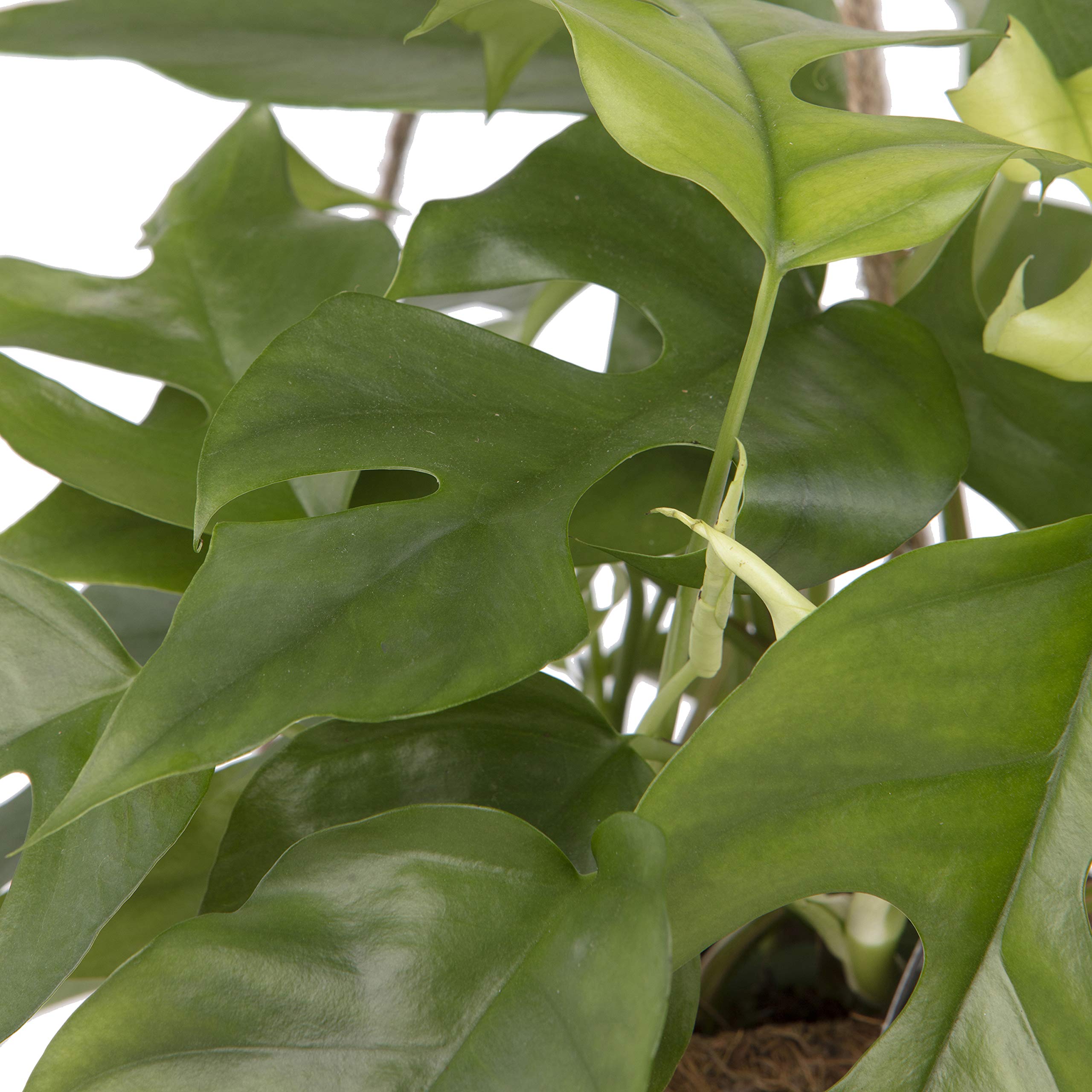 philodendron bipinnatifidum xanadu Philodendron selloum 'Xanadu' – Dinsan Nursery main image 0