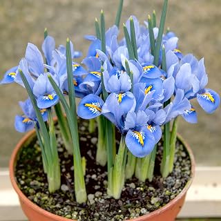 Woodland bulbs® 50 x Iris Bulbs ‘RETICULATA Alida’ Dwarf Iris Bulbs for Planting Now UK - Perfect for Bees, Pot & Flowerbeds - Spring Flowering Bulbs (Free UK P&P)
