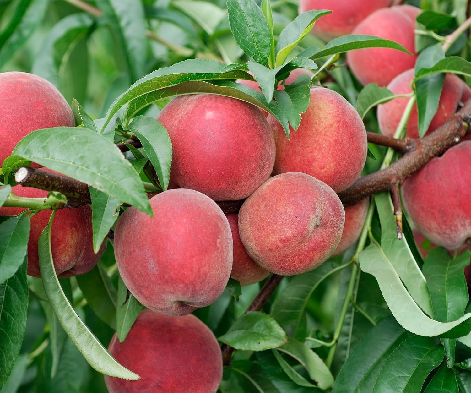 Red Haven Dwarf Peach Tree, Healthy Trees - Bare Root - 1 Each