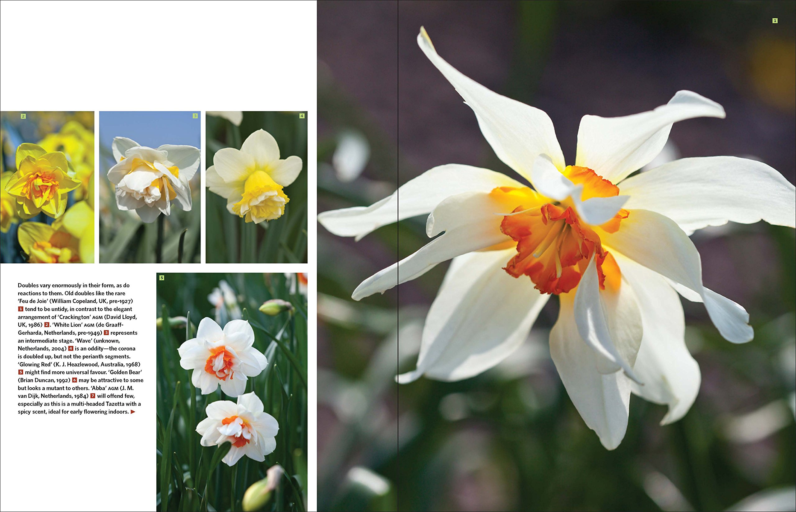 Daffodil: The Remarkable Story of the World's Most Popular Spring Flower