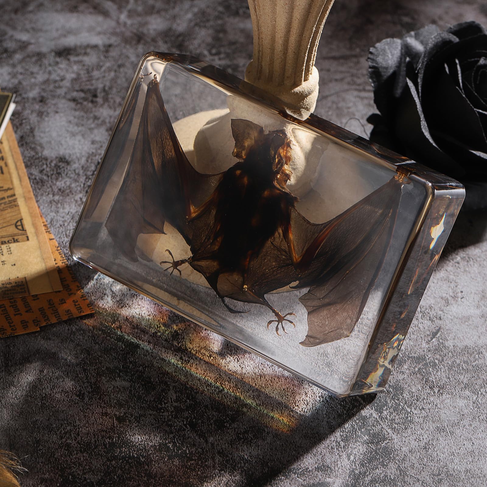 Taxidermy Bat, Real Bat Specimens Animal Specimen in Resin for Science Classroom Science Education, Great Gift for Fans of Taxidermy, Animal Skull,