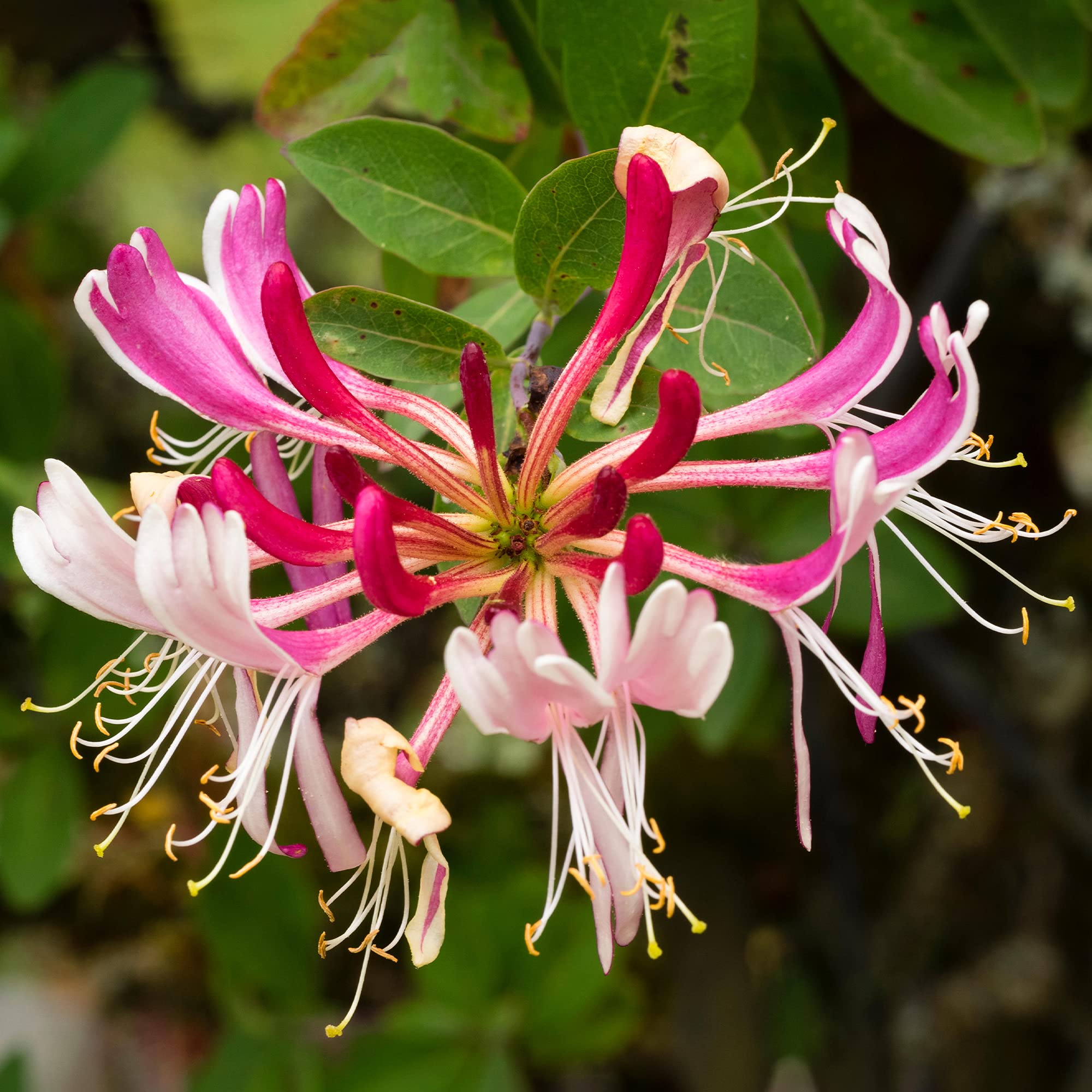 1 X LONICERA 'SEROTINA' DECIDUOUS Climber Hardy Garden Plant in Pot