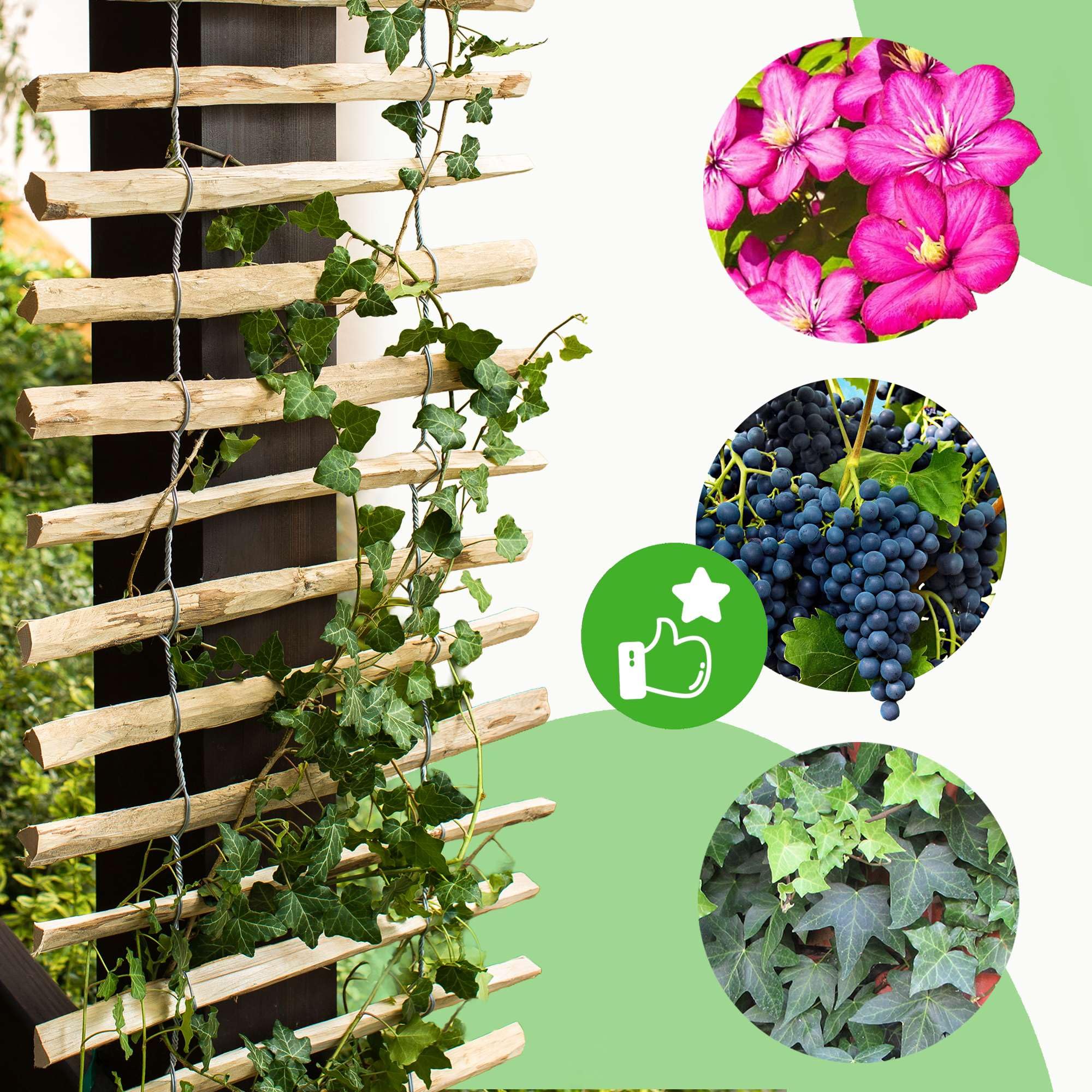 BOGATECO Griglia per traliccio in nocciola per piante rampicanti, 100 x 200 cm, marrone, 2 misure a scelta, ideale per il giardino, il balcone e la terrazza, la privacy
