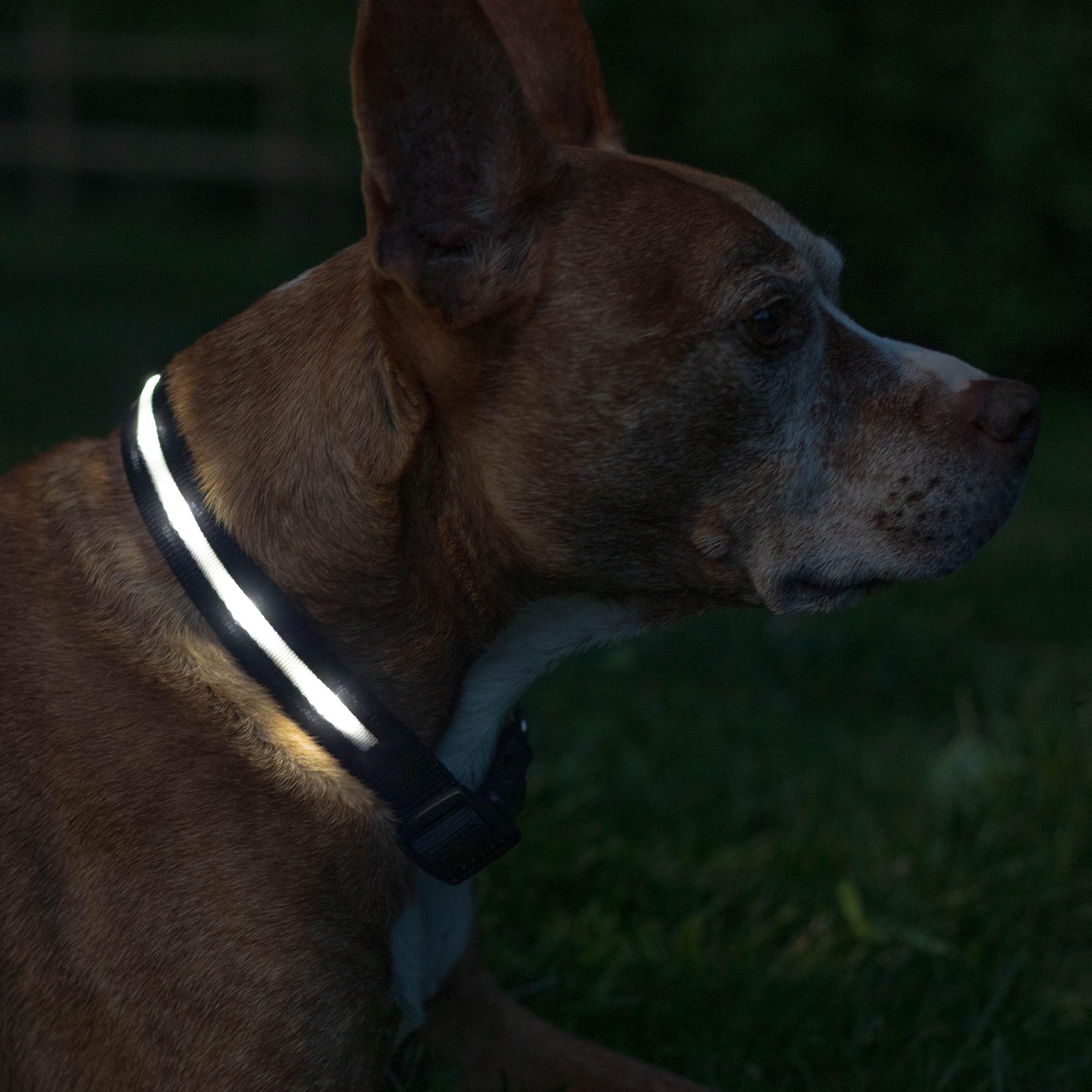 Blazin Brightest Light Up Dog Collars - The Original LED Dog Collar with 1,000 Feet of Visibility - USB Rechargeable Waterproof Dog Collar Light - Dog Lights for Night Walking - USA Brand
