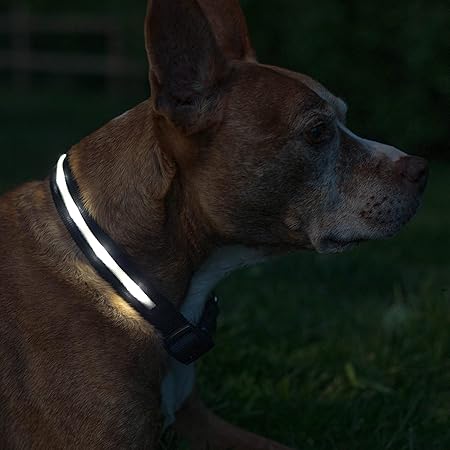 bseen led dog collar