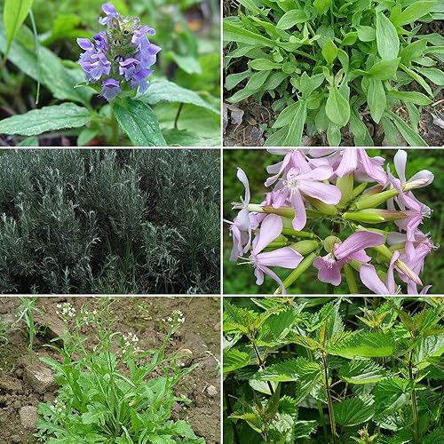 Miniatura 1 de Colección de semillas de jardín de hierbas medicinales #8 – Un paquete de 6 semillas de hierbas medicinales raras. Cápsulas de semillas de