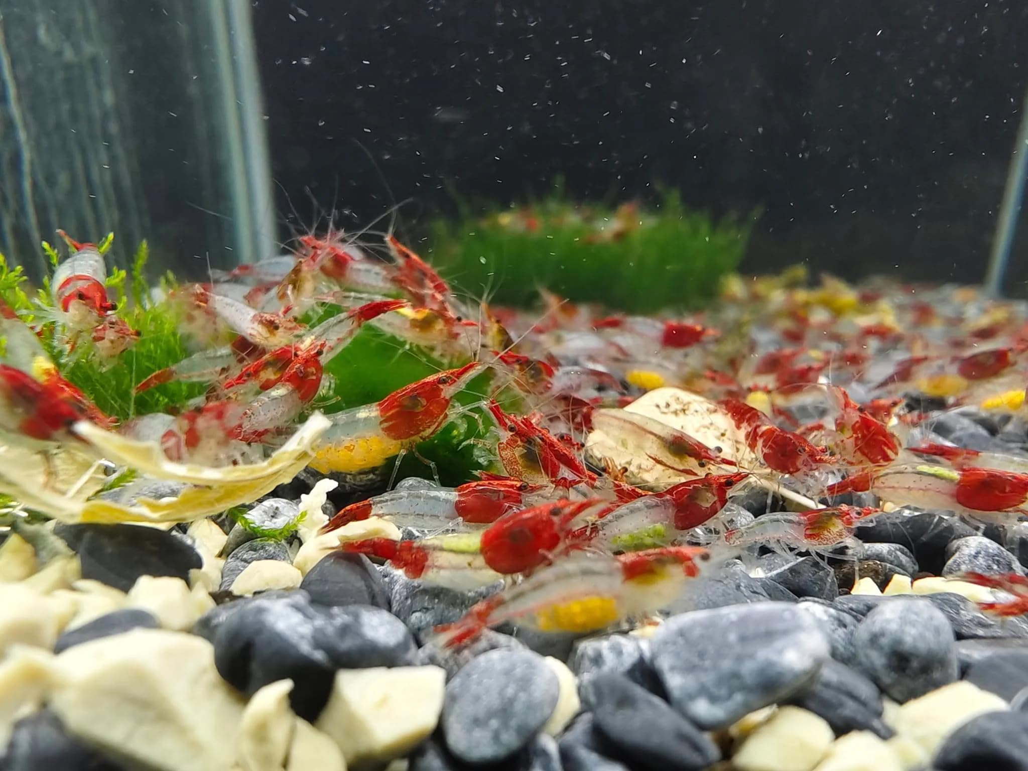 AquaBreedingSkill Lot de 10 Crevettes – Crevettes Vivantes pour Aquarium – Naines Neocaridina, Habitants Pacifiques pour Aquariums, Taille 1,5-2 cm (Red Rilli)