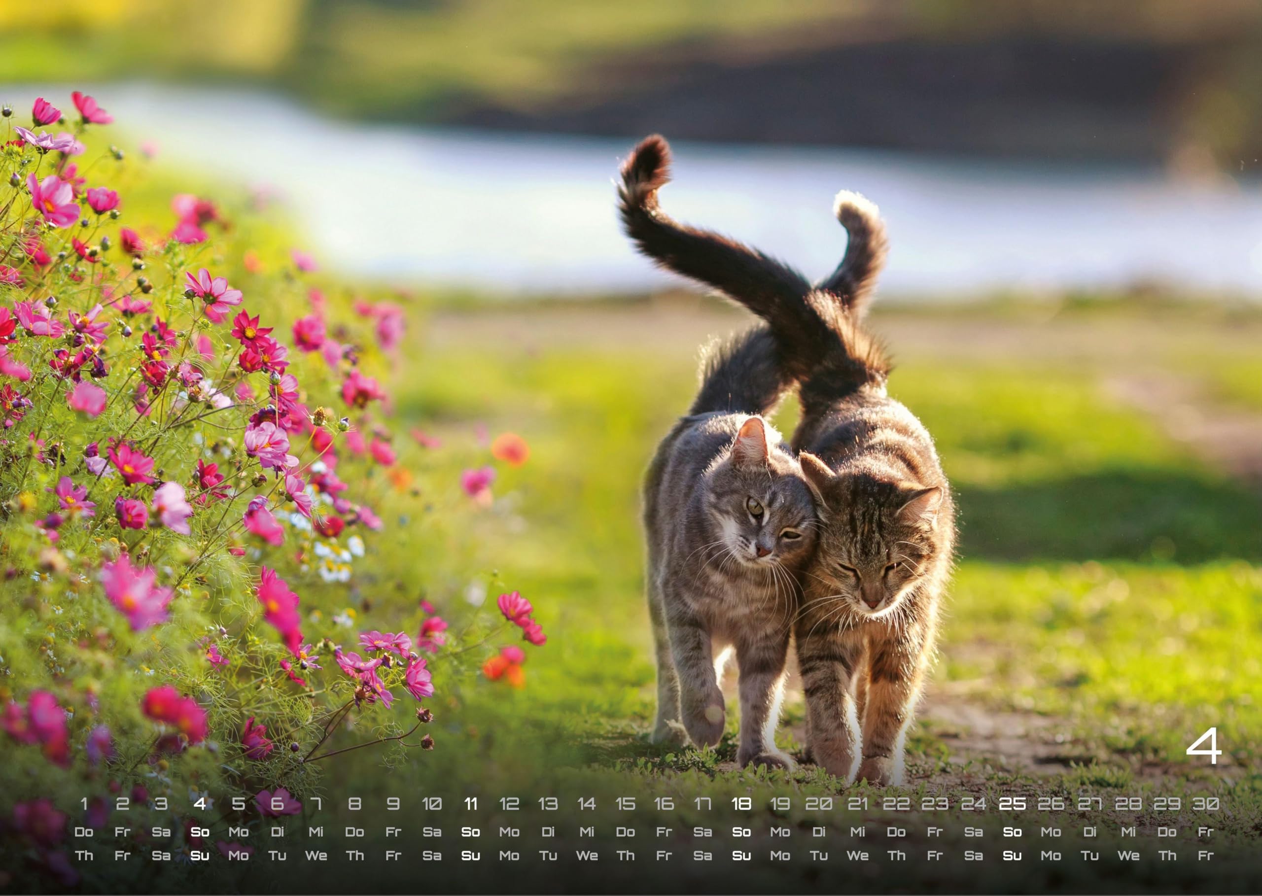 Miau - Unsere Stubentiger - Der Katzenkalender - 2027 - Kalender DIN A3: Der Wandkalender mit den schönsten Katzen-Motiven für das Jahr 2027 im Format DIN A3 (ca. 42 x 30 cm)!