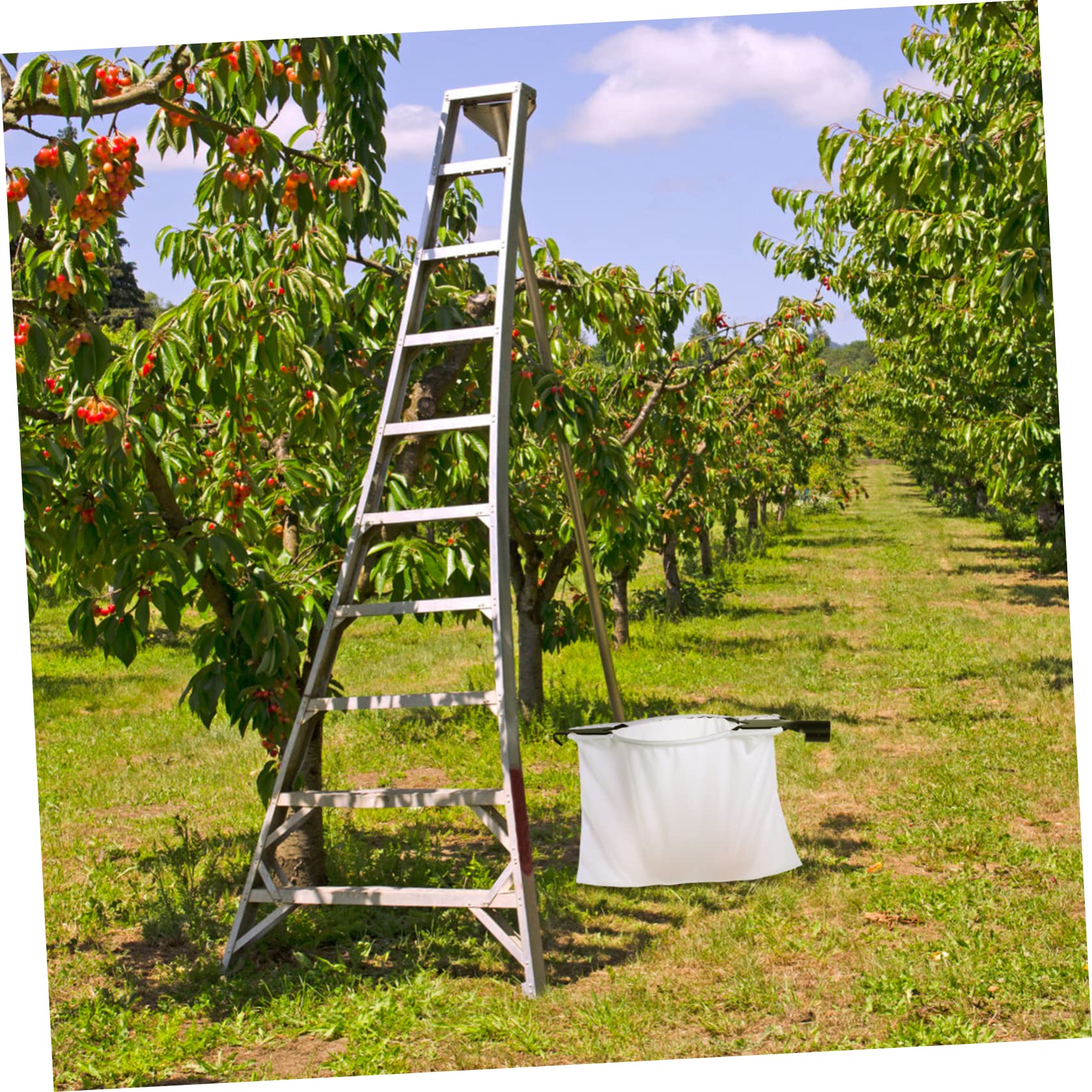 Toyvian Raccoglitore Telescopico per Frutta in Acciaio Inossidabile Cestello Raccogli Frutta Pratico e Leggero per Raccolta di Pesche e Pere