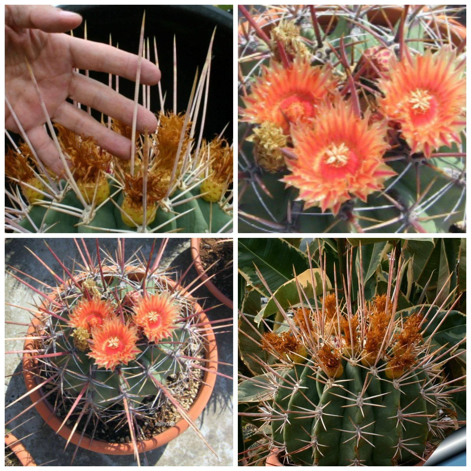 Amazon.co.jp: 【種子】Ferocactus Rectispinus フェロカクタス・烈刺