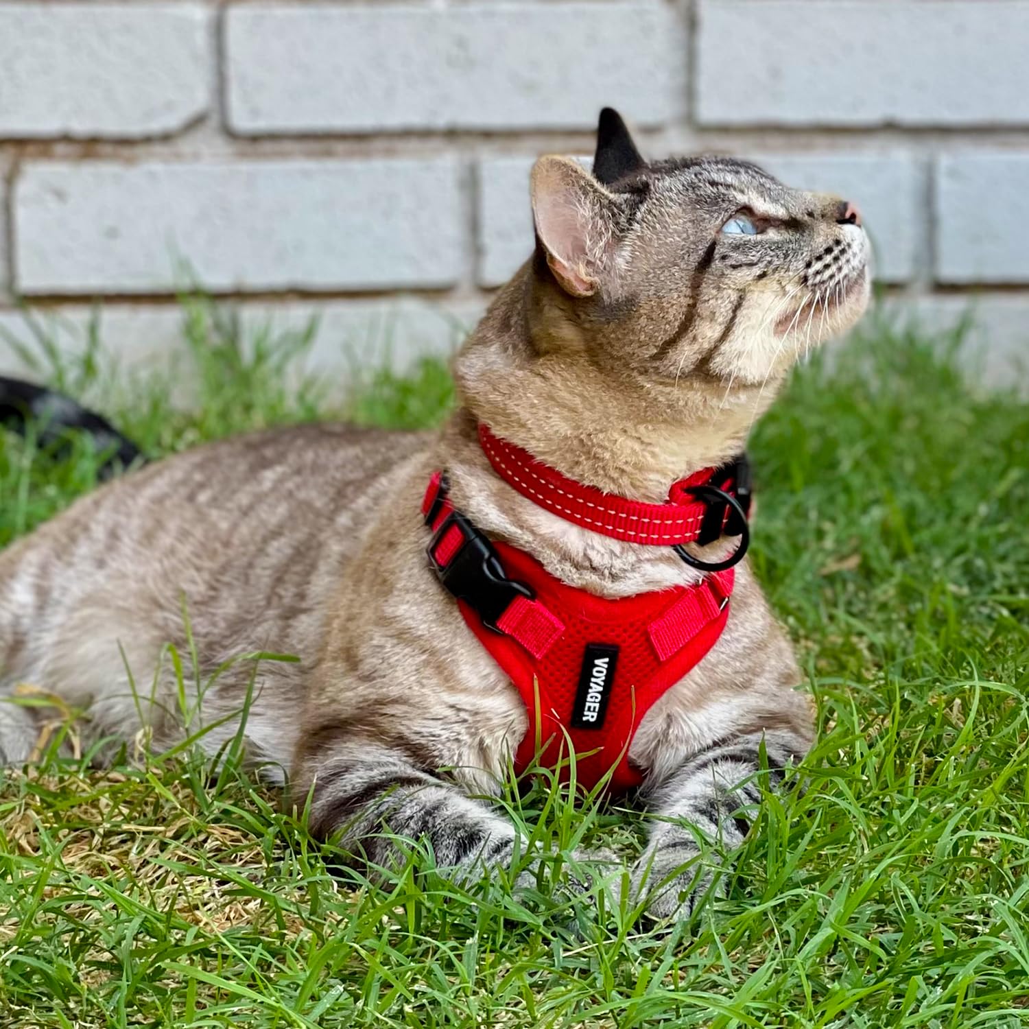 Voyager Step-in Lock Cat Harness and Reflective Cat Leash with Neoprene Handle by Best Pet Supplies - Supports Small, Medium and Large Breed Cats, Red, size XXS - 5ft — view 7