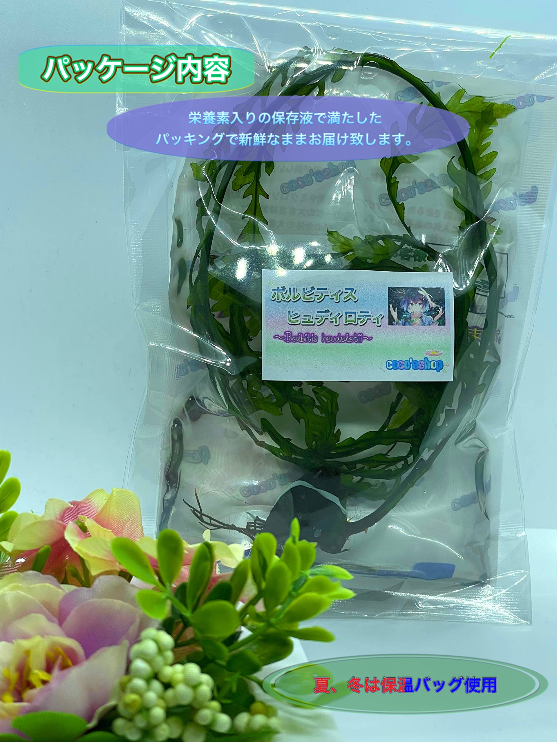 Amazon | (coco`sshop) 水草 ボルビティス ヒュディロティ 溶岩石巻き