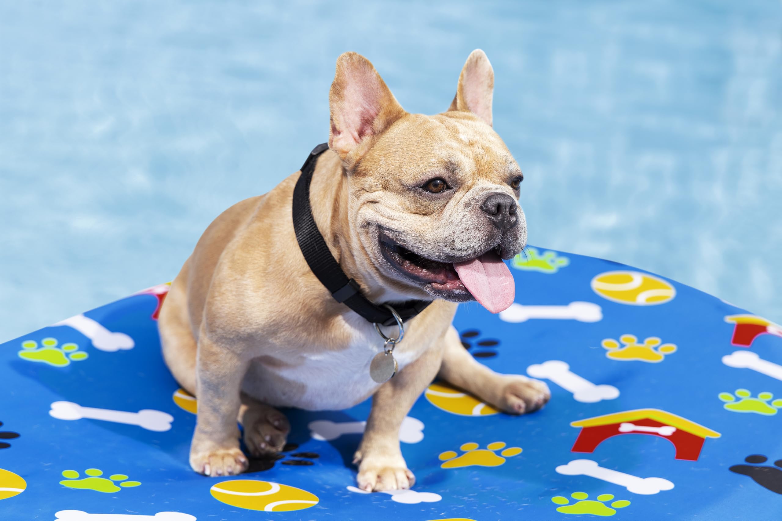 Bestway 43849 Materassino da piscina per cani Fetchin' Fun da 142x95 cm