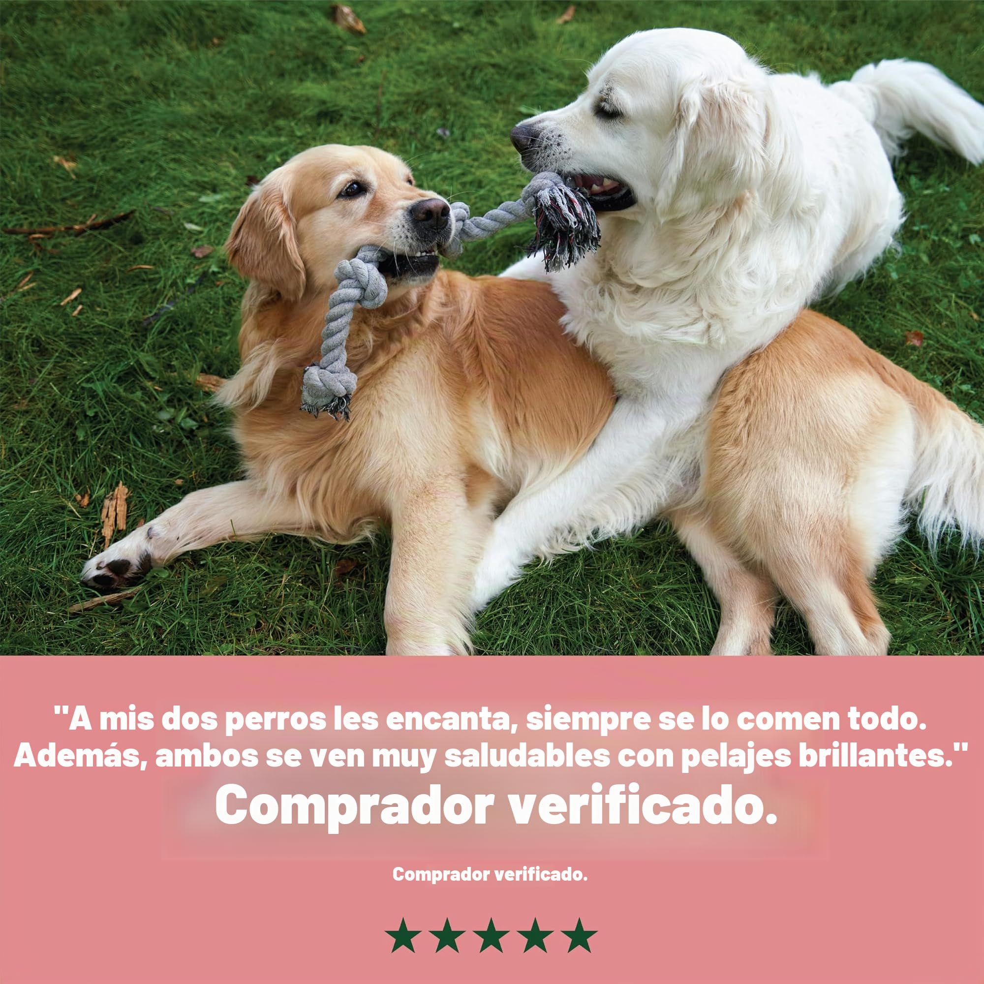 Harrington Complete - Comida para perros, Rico en salmón y papa, 12 kg