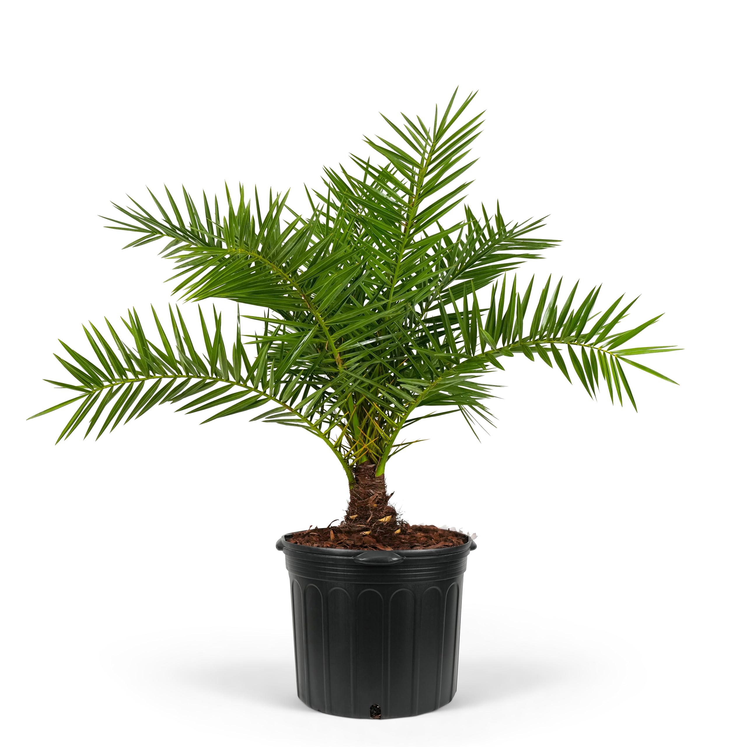 Amazon.com : Sylvester Date Palm, Phoenix Sylvestris Robusta