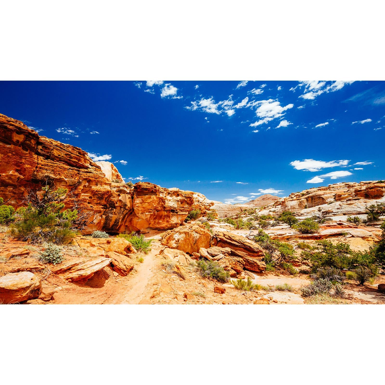 Desert Reptile Tank Background Blue Sky Rock Boulders Terrarium Background Desert Landscape Reptile Terrarium Background Rocky Bush Reptile Habitat Background Bearded Dragon Tank Background 48x24in