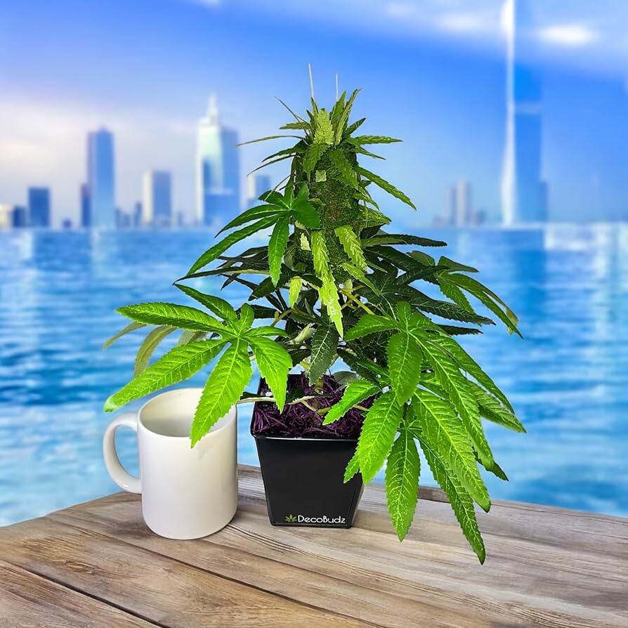 Amazon｜リアルなフェイク大麻装飾 – ホームオフィスイベントに