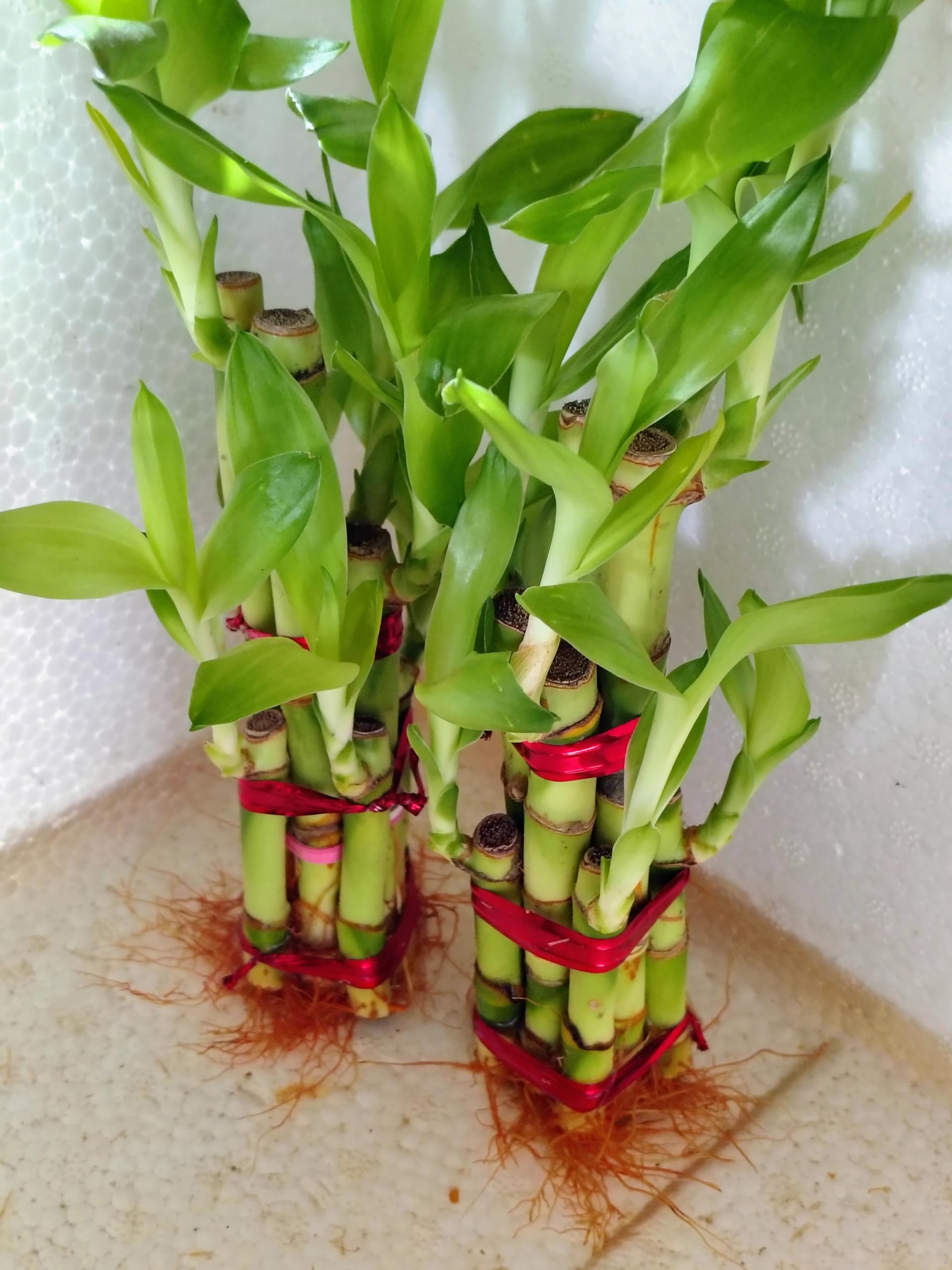 Lucky Bamboo Plant | 6 Lucky Bamboo Sticks & Multi color Stones | Best feng shui plant for Home, Office, Bedroom decoration-image-30