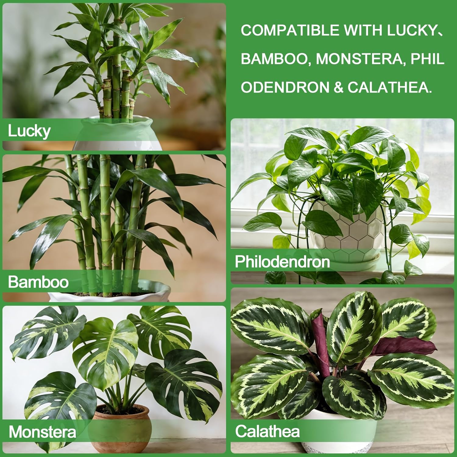 Pure Natural Potting Soil for Lucky Bamboo Plants 10qt- Superior Drainage & Breathability, Ideal Indoor Plant Soil