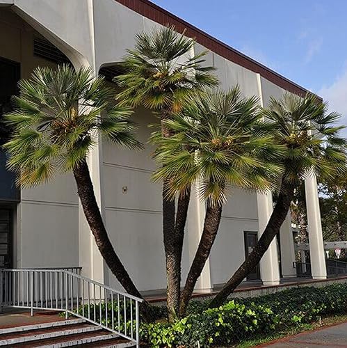Miniatura 5 de CHUXAY GARDEN 5 semillas Chamaerops Humilis, palma de abanico europea, palma de abanico enana, palma africana de pelo tolerante al calor de árbol