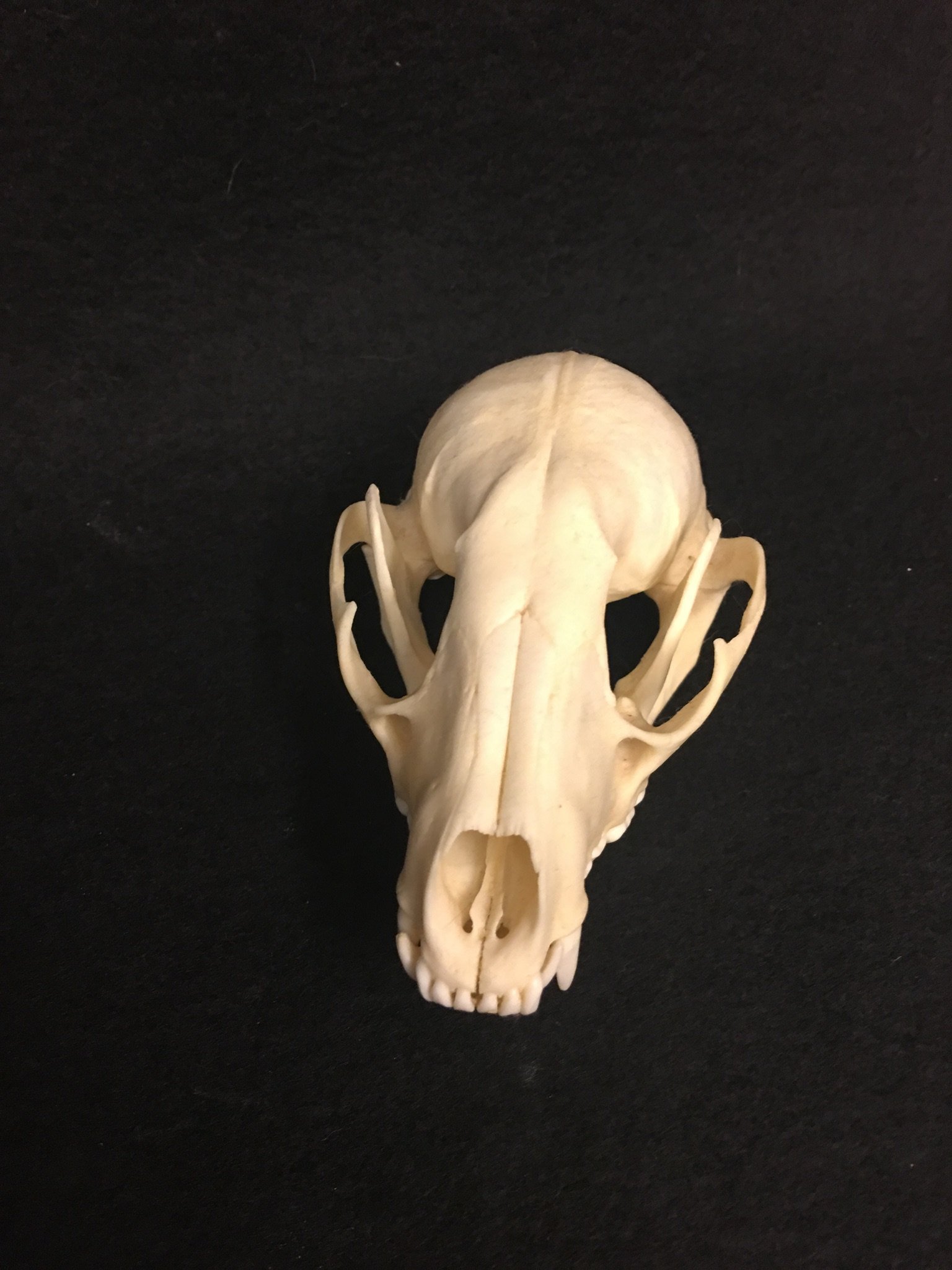 Zoo Med Creatures Humane Live Insect Catcher (690861)