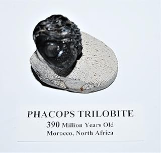 Phacops Trilobite Fossil Morocco 390 Million Years Old #13814 10o