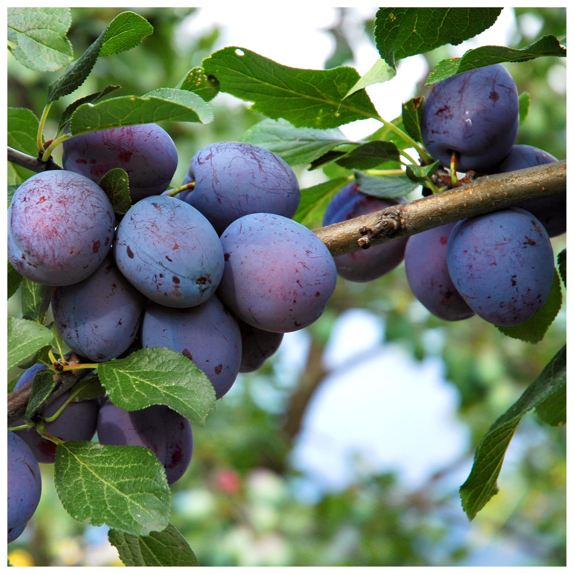 Sponsored Ad – Czar Plum Tree 4-5ft, Self Fertile,Ready to Fruit,Good for Cooking or Eating 3fatpigs®