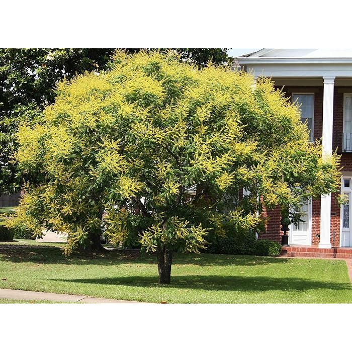 Buy Golden Rain Tree Live Plant in a 3 Gallon Pot Koelreuteria
