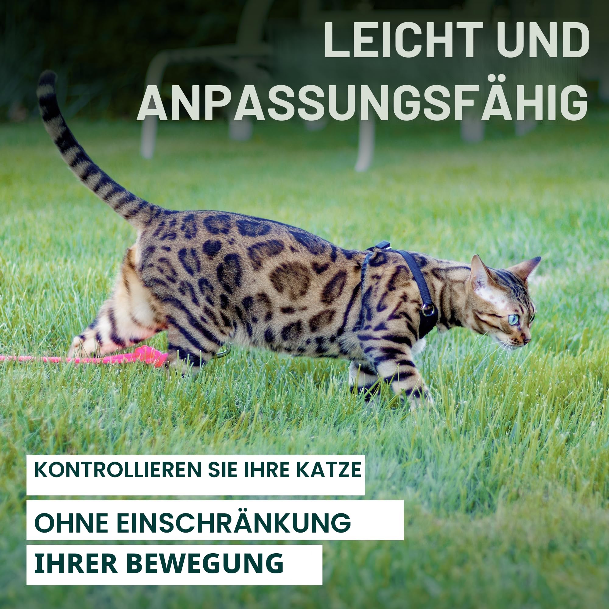 Houdini™ Ausbruchsicheres Katzengeschirr und Leine, Set von OutdoorBengal for Walking Cats (M)