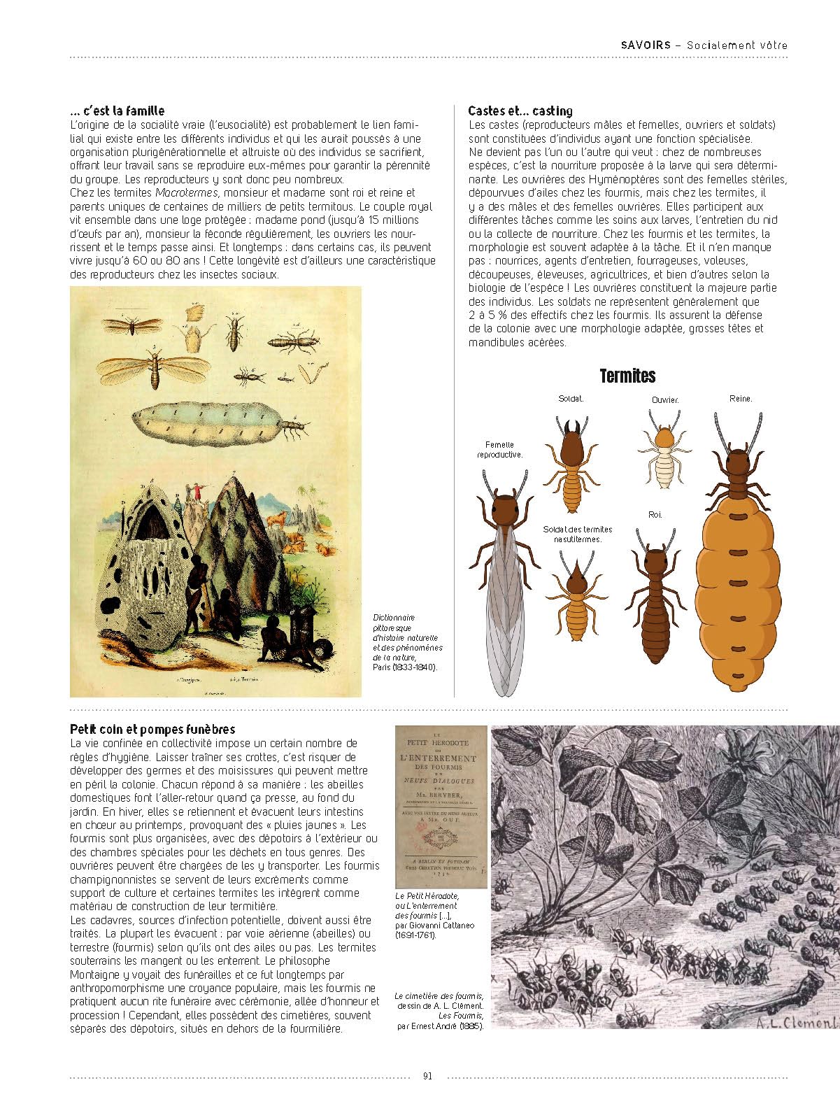 Insectes: Tous les savoirs, toutes les histoires, tous les pouvoirs, tous les espoirs…