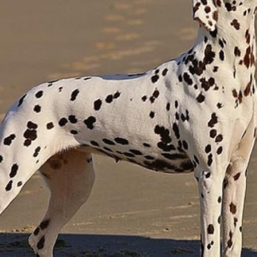 Cute Dalmation Wallpaper --  HD Wallpapers of Cute Dalmations! - //medicalbooks.filipinodoctors.org