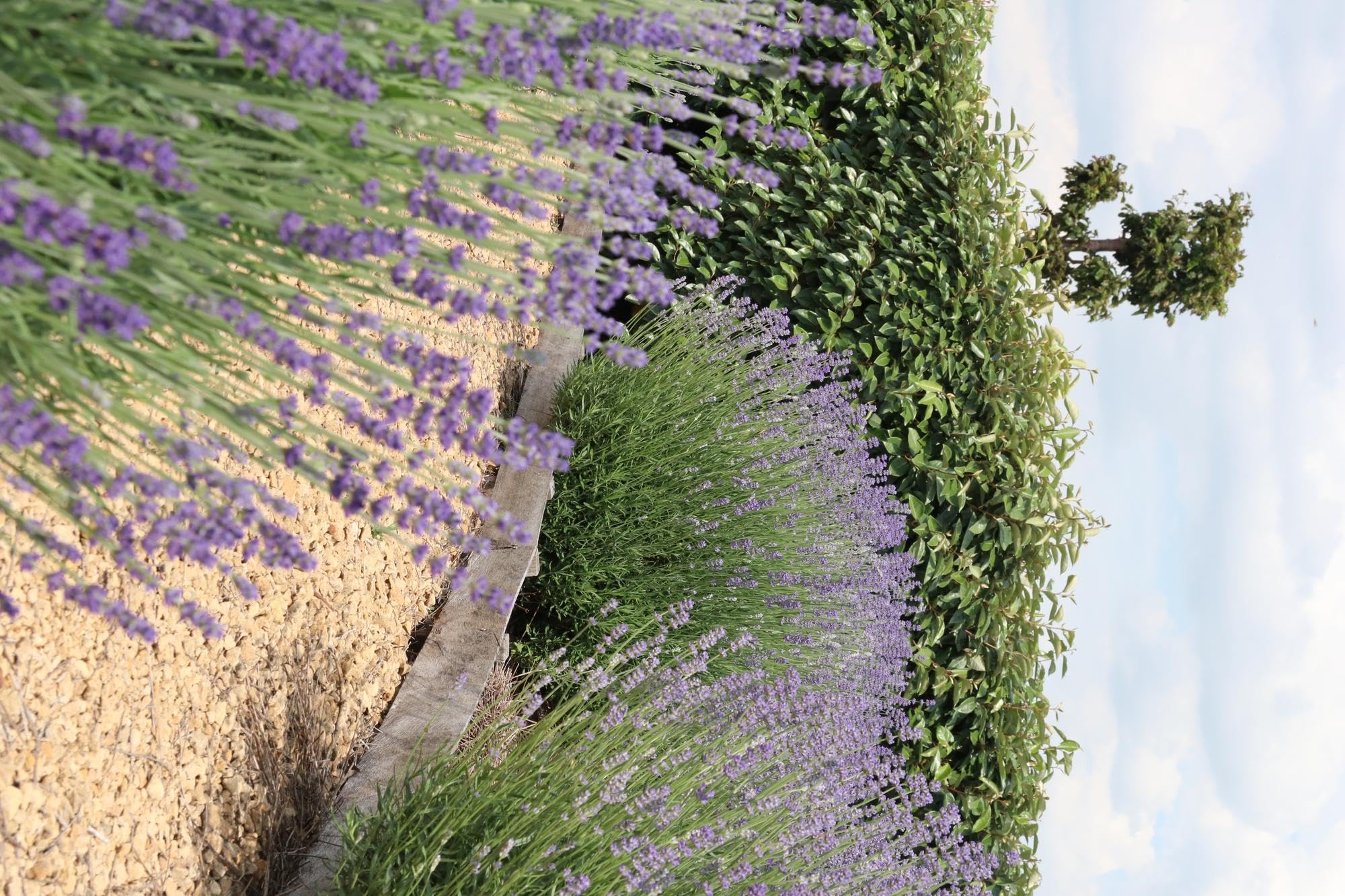 Lavanda Angustifolia Profumata, per Giardino, Viola, Set da 24 Pezzi 7 cm