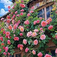 Vista 5 de Semillas de rosas trepadoras para plantar, más de 300 semillas de rosas trepadoras híbridas sin OMG