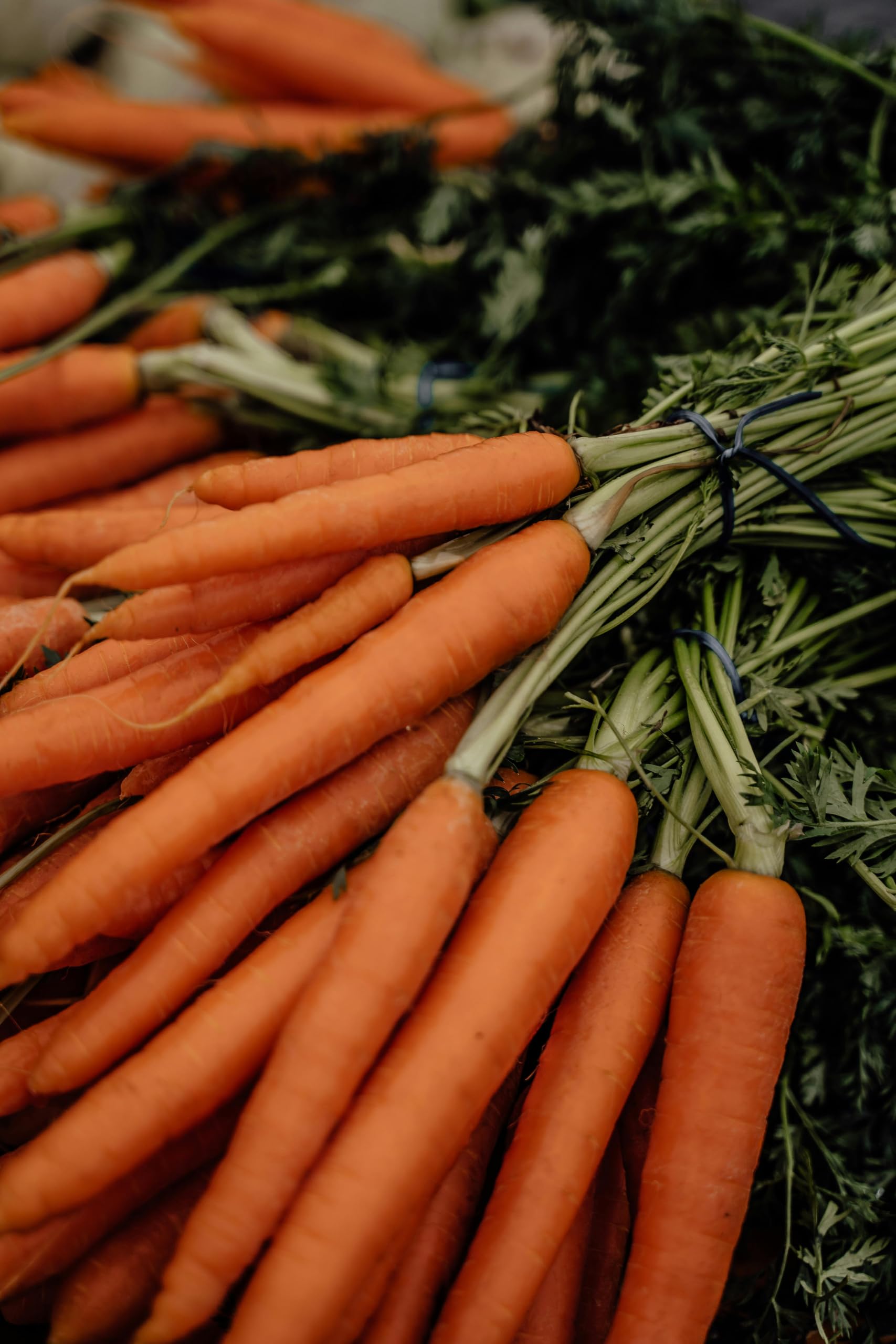 Tony's Organics Organic Carrot Plug Plants, Pack of 6, Chemical-Free Growing, Ready to Transplant