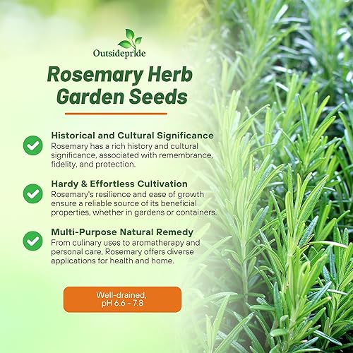 Miniatura 3 de Outsidepride Semillas de romero  2000 piezas. Cubierta perenne, tolerante a la sequía, semillas de hierbas fáciles de cultivar para plantar, atrae