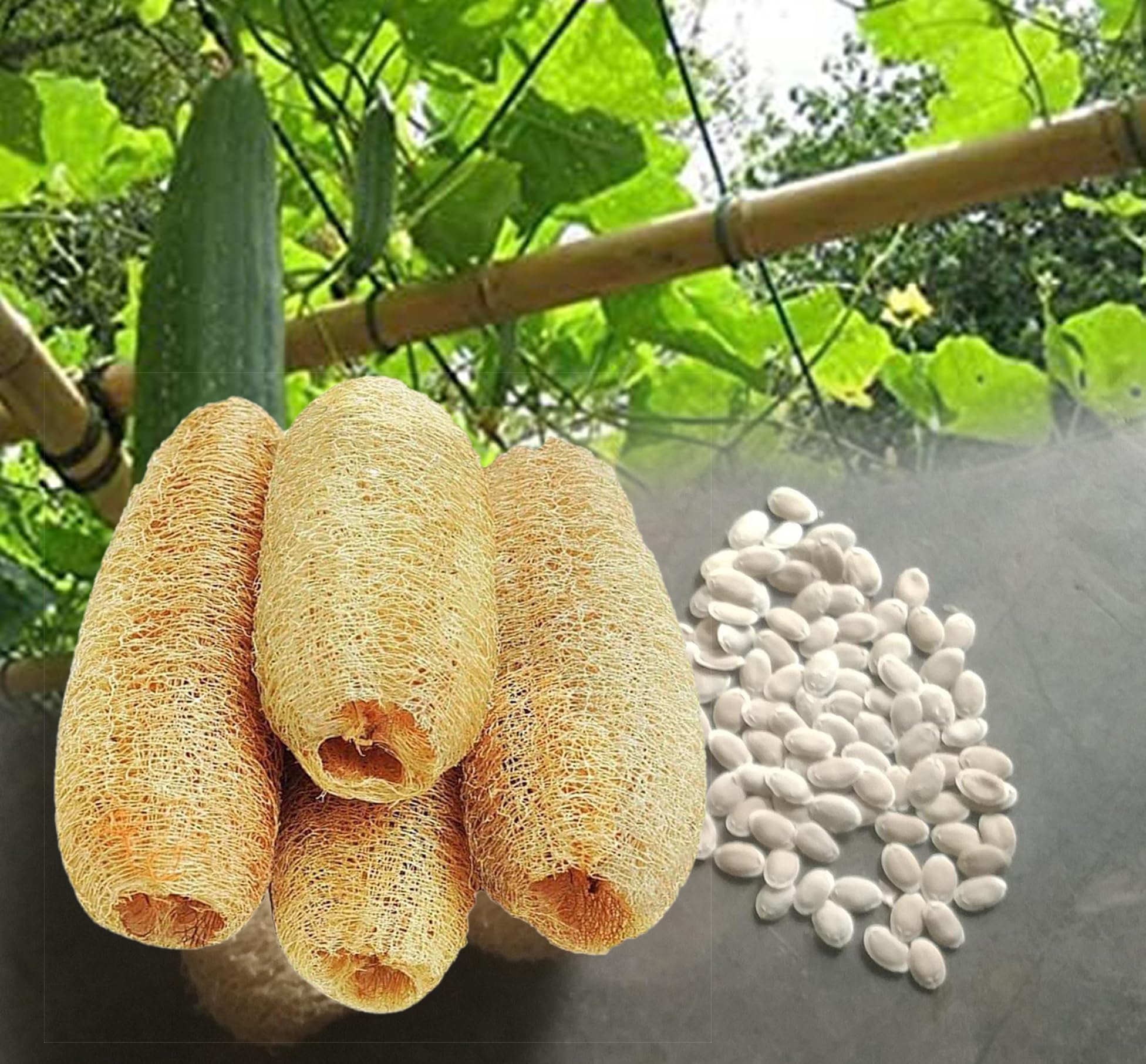 Buy Natural Loofah Sponge Body Scrubber Seeds. Peerkangai Body scrubber Seeds-picture-38