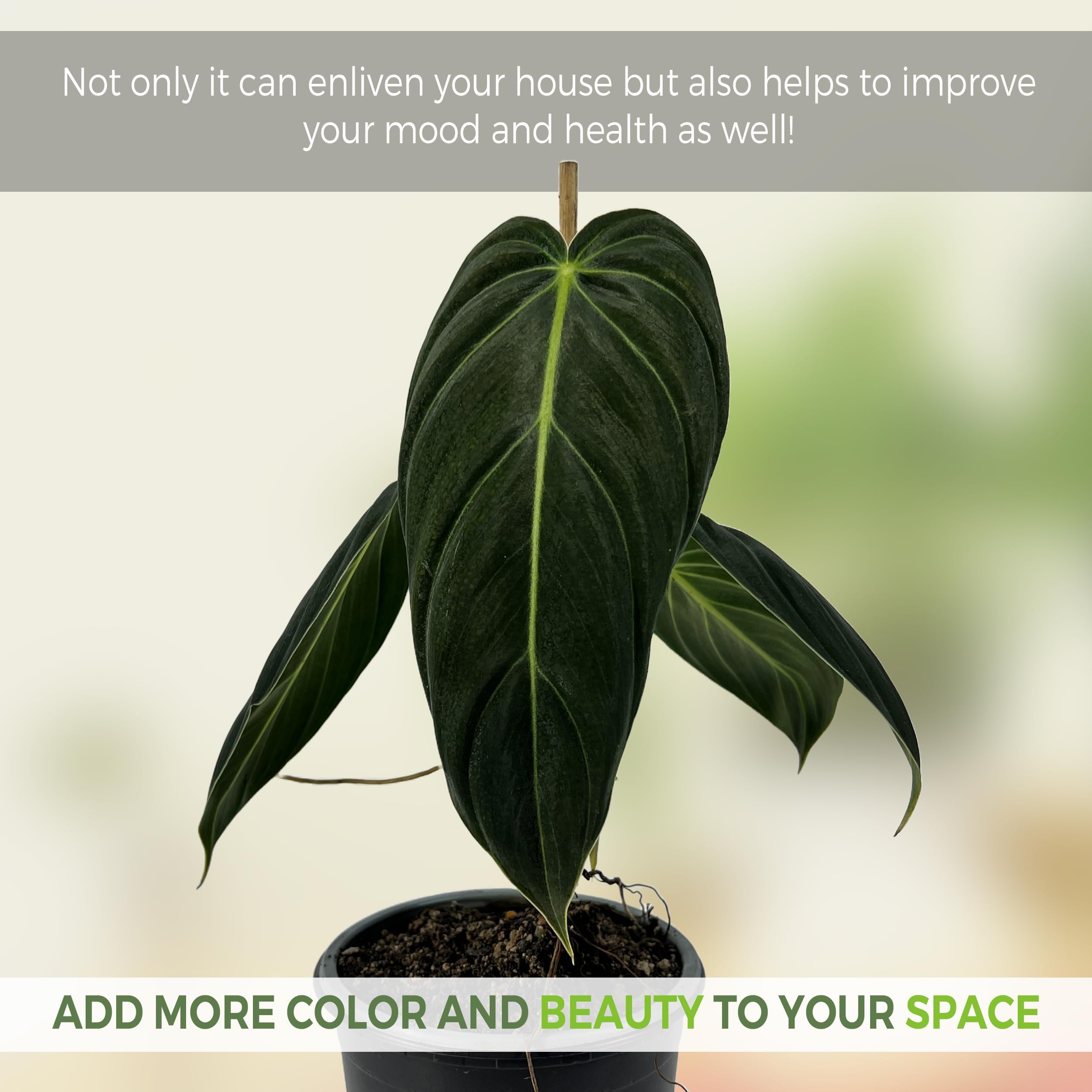 just plants Just Joey Potted Rose Bush | Apricot Orange Hybrid Tea Rose