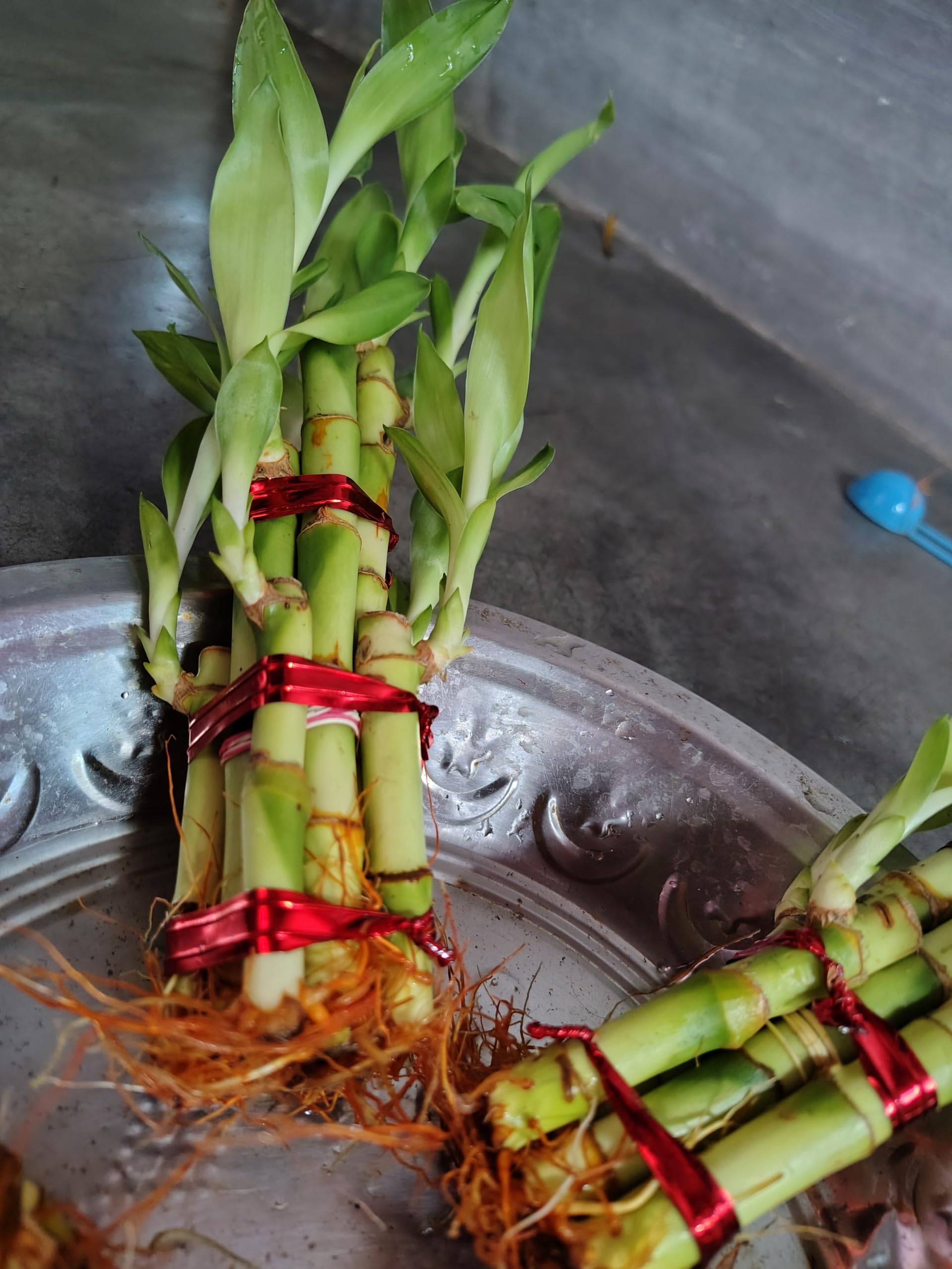See full amazon price history chart for Lucky Bamboo Plant | 5 Lucky Bamboo Sticks & Multi color Stones | Best feng shui plant for Home, Office, Bedroom decoration Lucky Bamboo Plant | 5 Lucky Bamboo Sticks & Multi color Stones | Best feng shui plant for Home, Office, Bedroom decoration (B0D3QM6BZL) Amazon Price History, Amazon Price Tracker