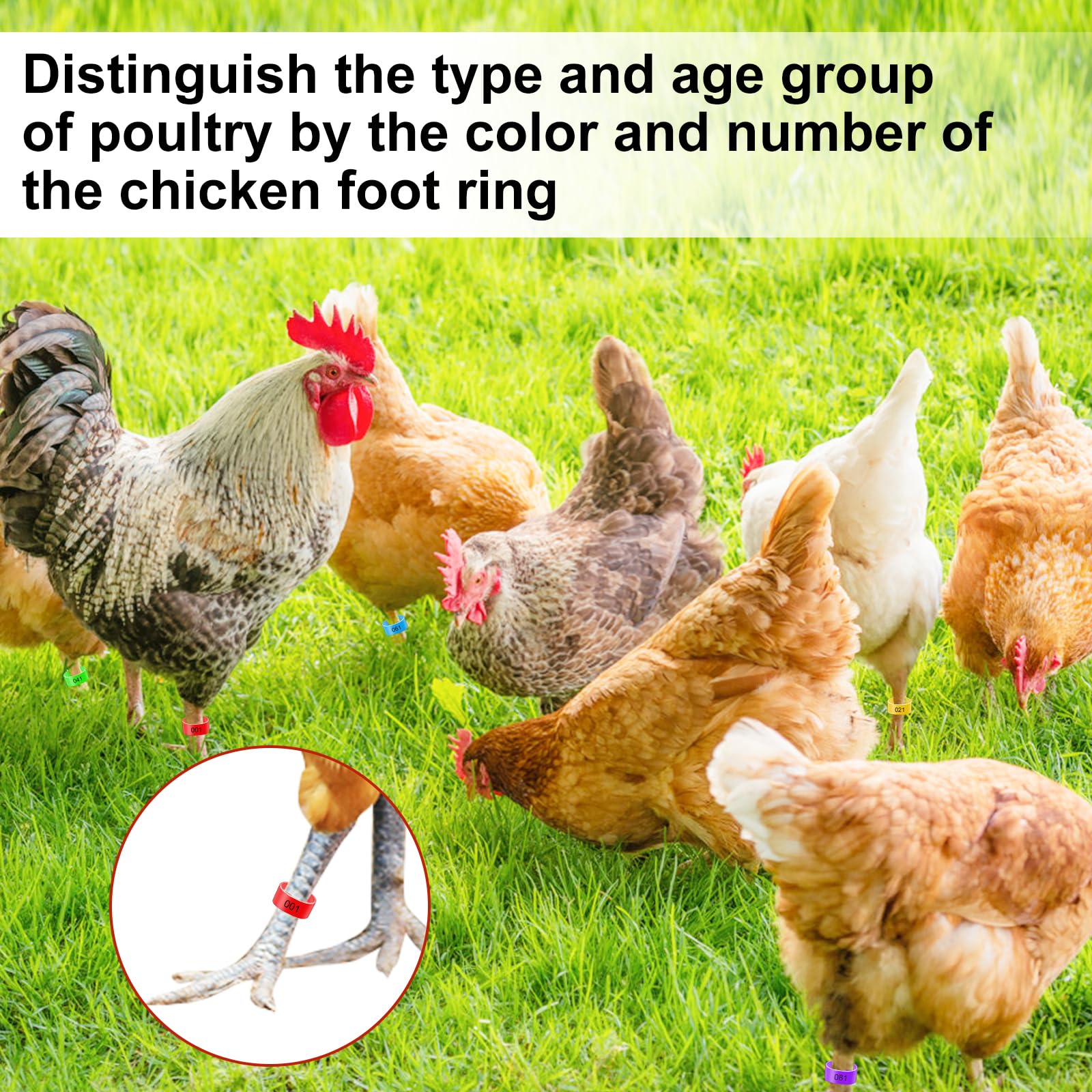 Herkindness 250 Anelli Zampa Per Galline E Piccioni - 16 Mm, Colori Assortiti, In PP Riutilizzabili