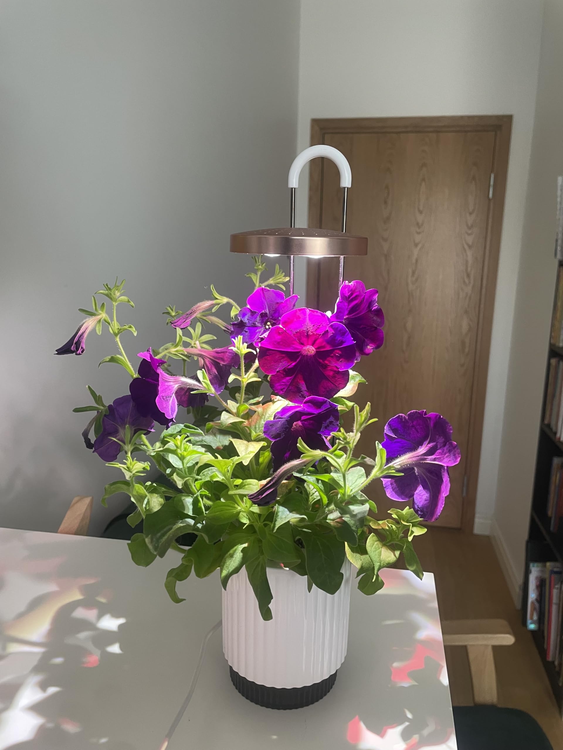 Mini Huerto Inteligente con Cápsulas de Petunia Click & Grow, Hydrovase Smart Garden, Kit de Cultivo Interior con Luz de Crecimiento LED y Autorriego