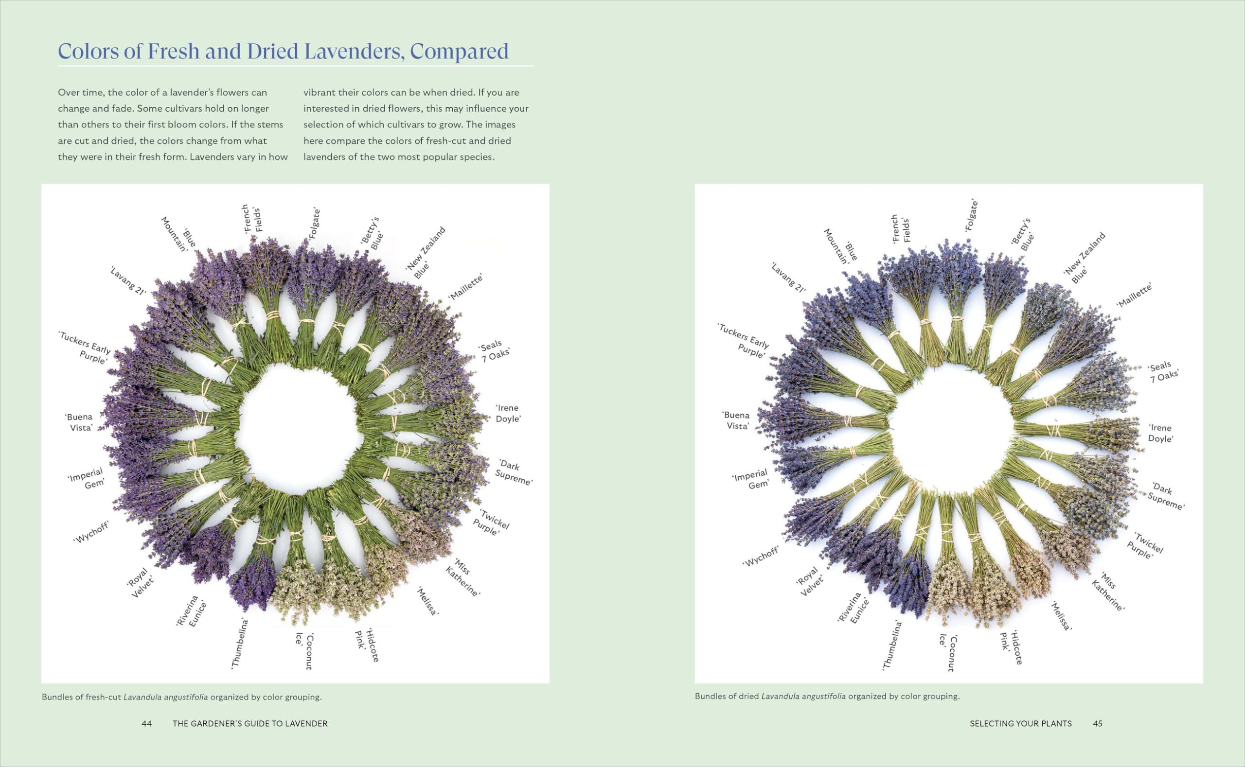 Lavender for All Seasons: A Gardener's Guide to Growing and Creating With Lavender Year-Round