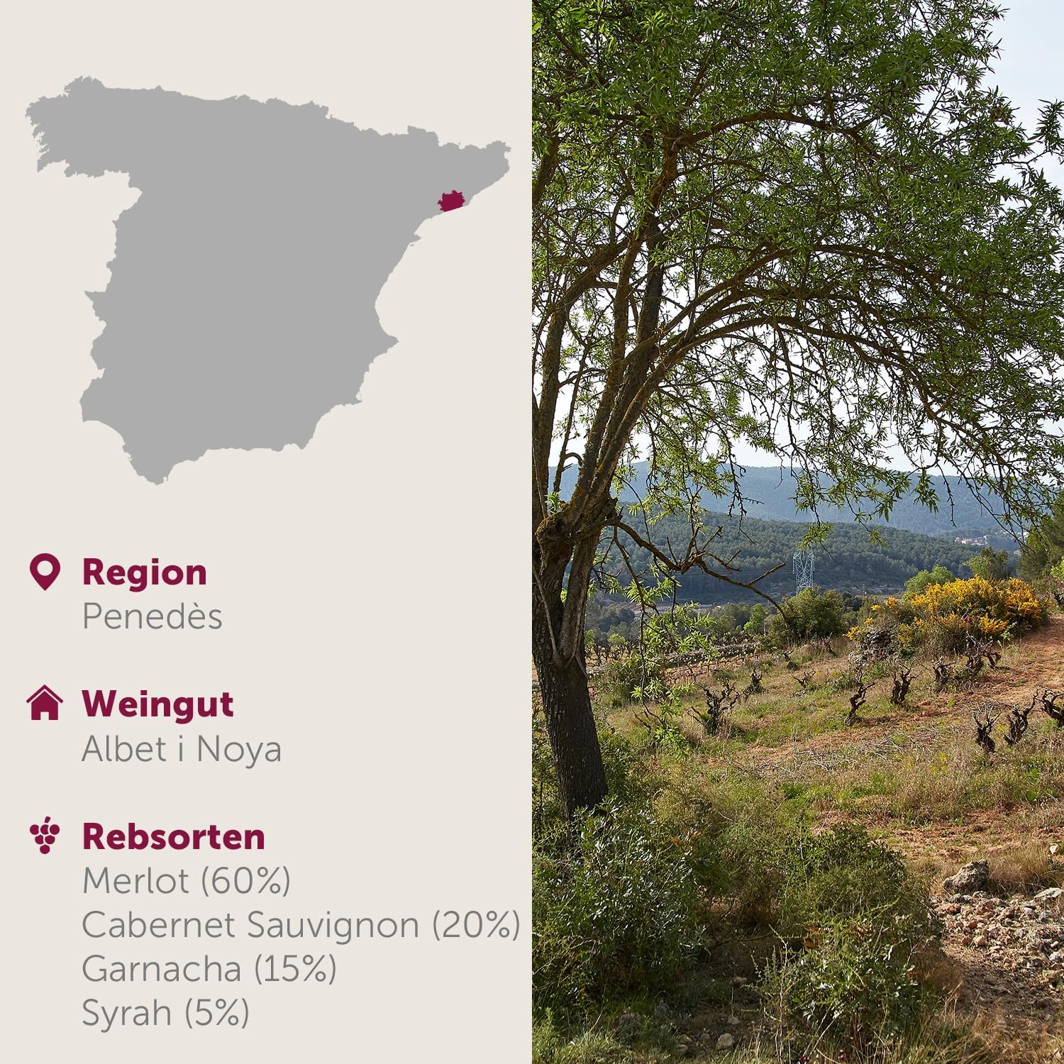 DELINAT Vinya Laia 2022 – Spanischer Bio-Rotwein trocken aus Katalonien | Sortenreiner Merlot aus dem Penedès im Barrique ausgebaut– Veganer Qualitätswein 3 x 0,75l