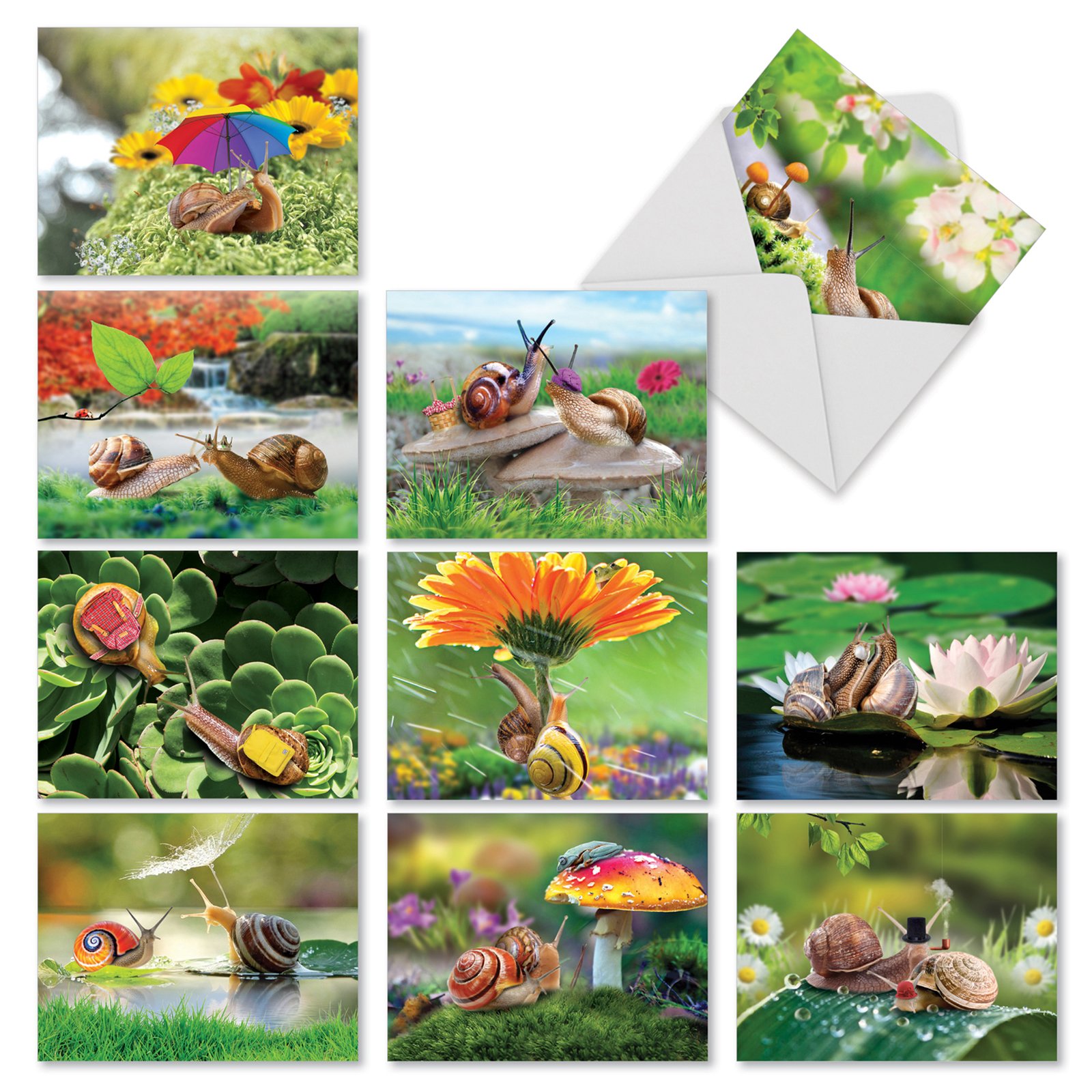 M2349OCB A Snail'S Pace: 10 Assorted Blank All-Occasion Note Cards Featuring Delightful Snail Couples Enjoying Nature and Each Other's Company, w/White Envelopes.