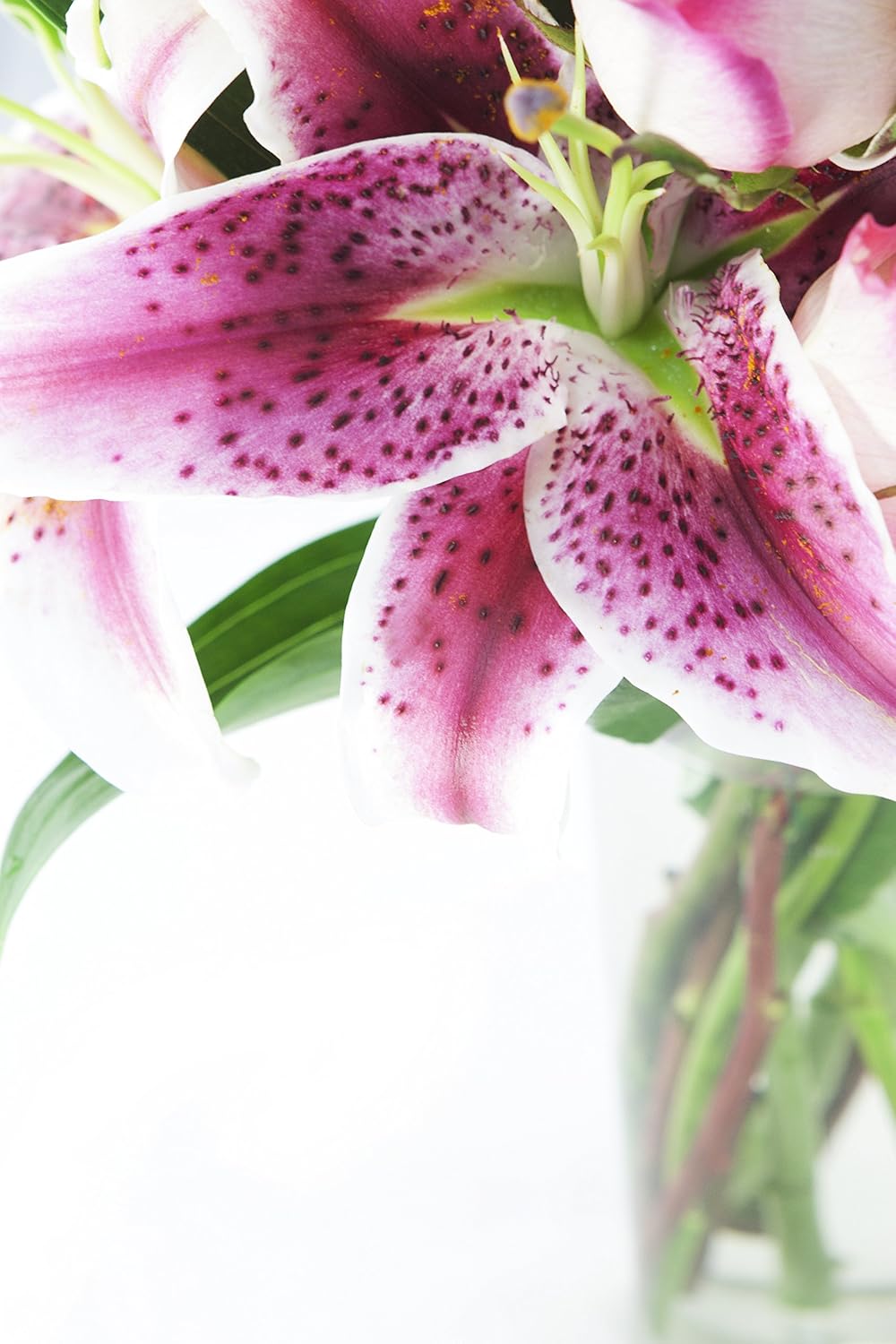 KaBloom - Honeymoon in Spring - With Vase - Fresh Flowers for Birthday, Valentine's & Mother's Day